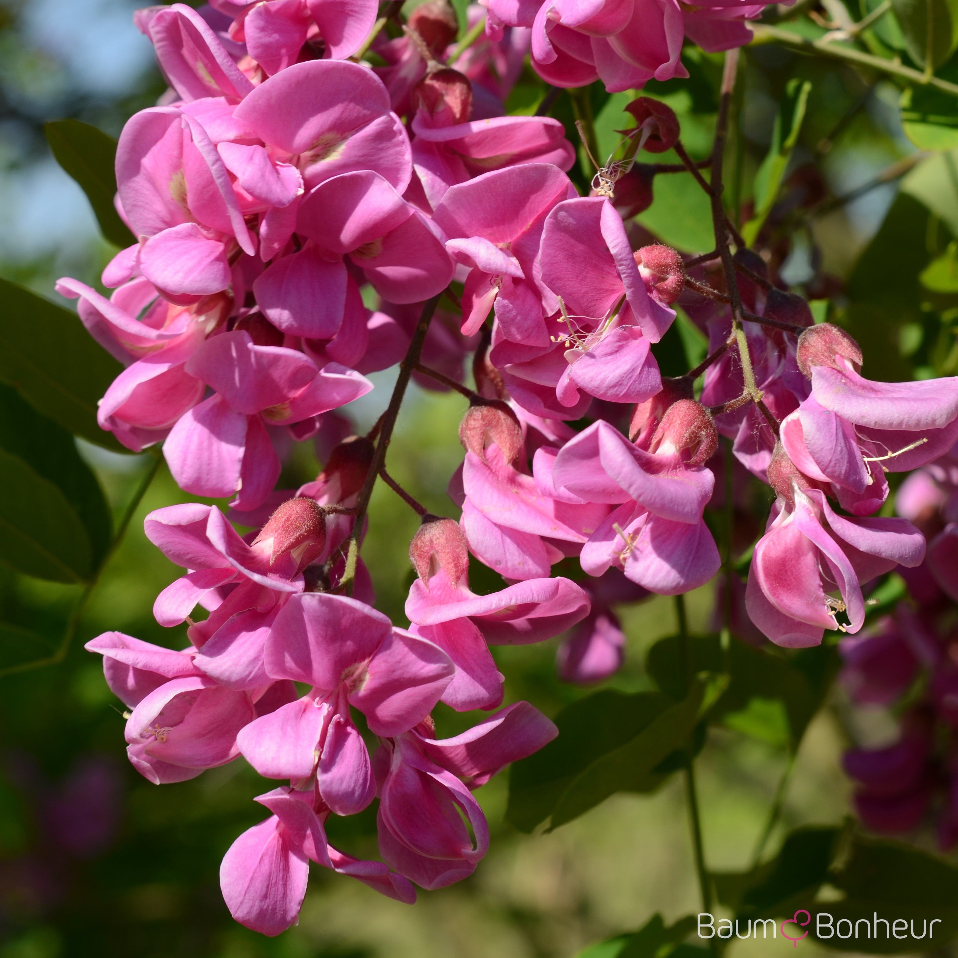 Robinia 'Pink Cascade'