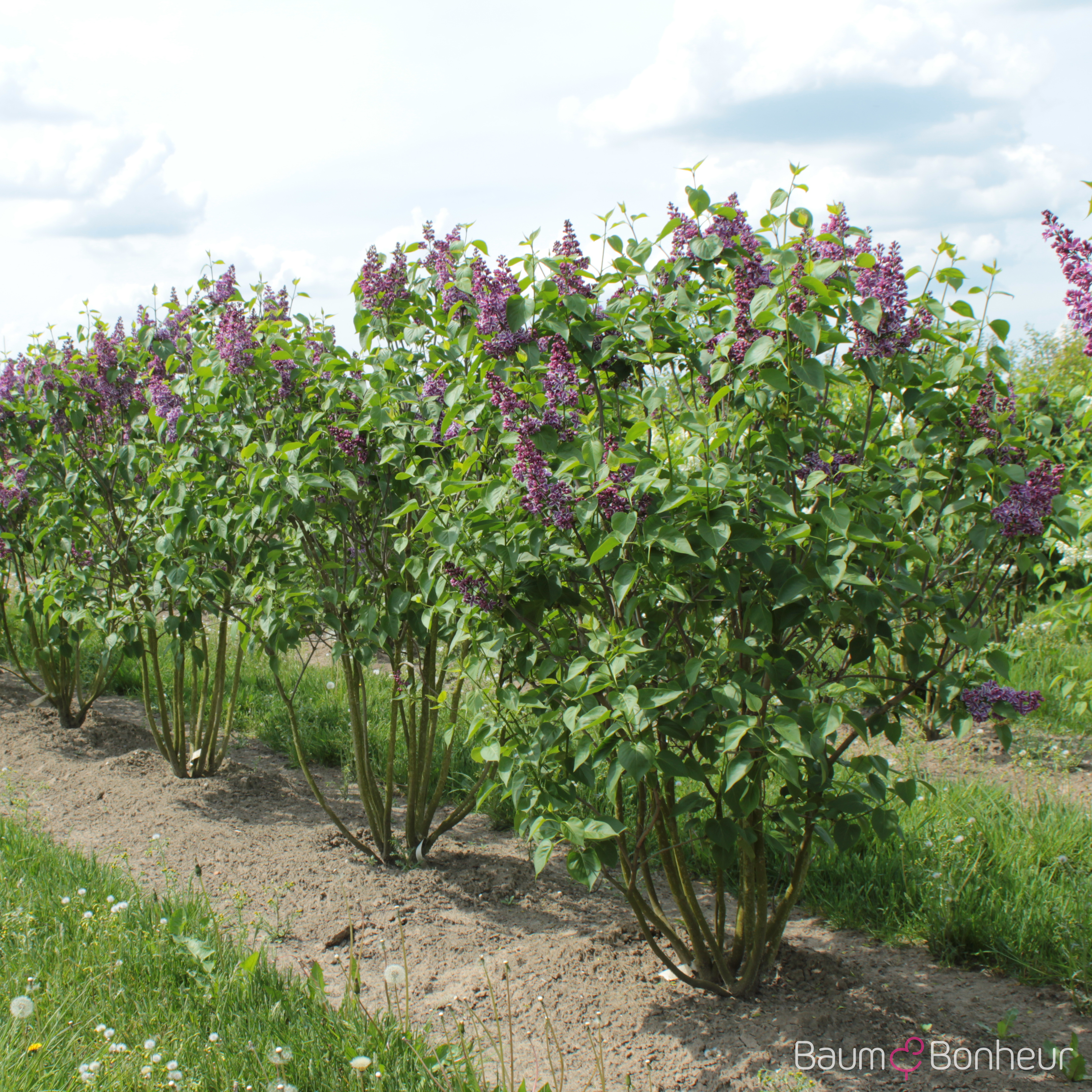 Syringa vulgaris 'Sensation'