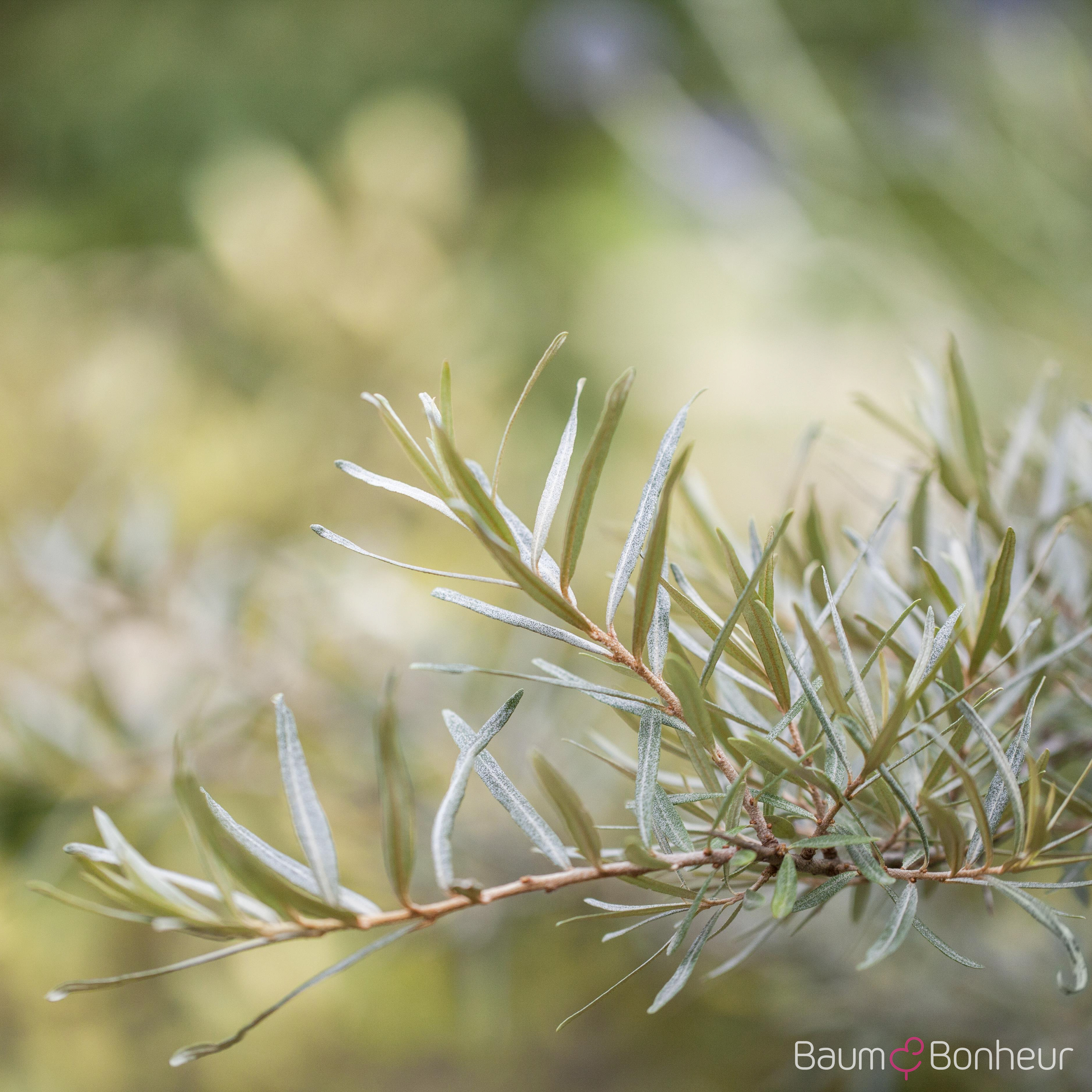 Hippophae rhamnoides