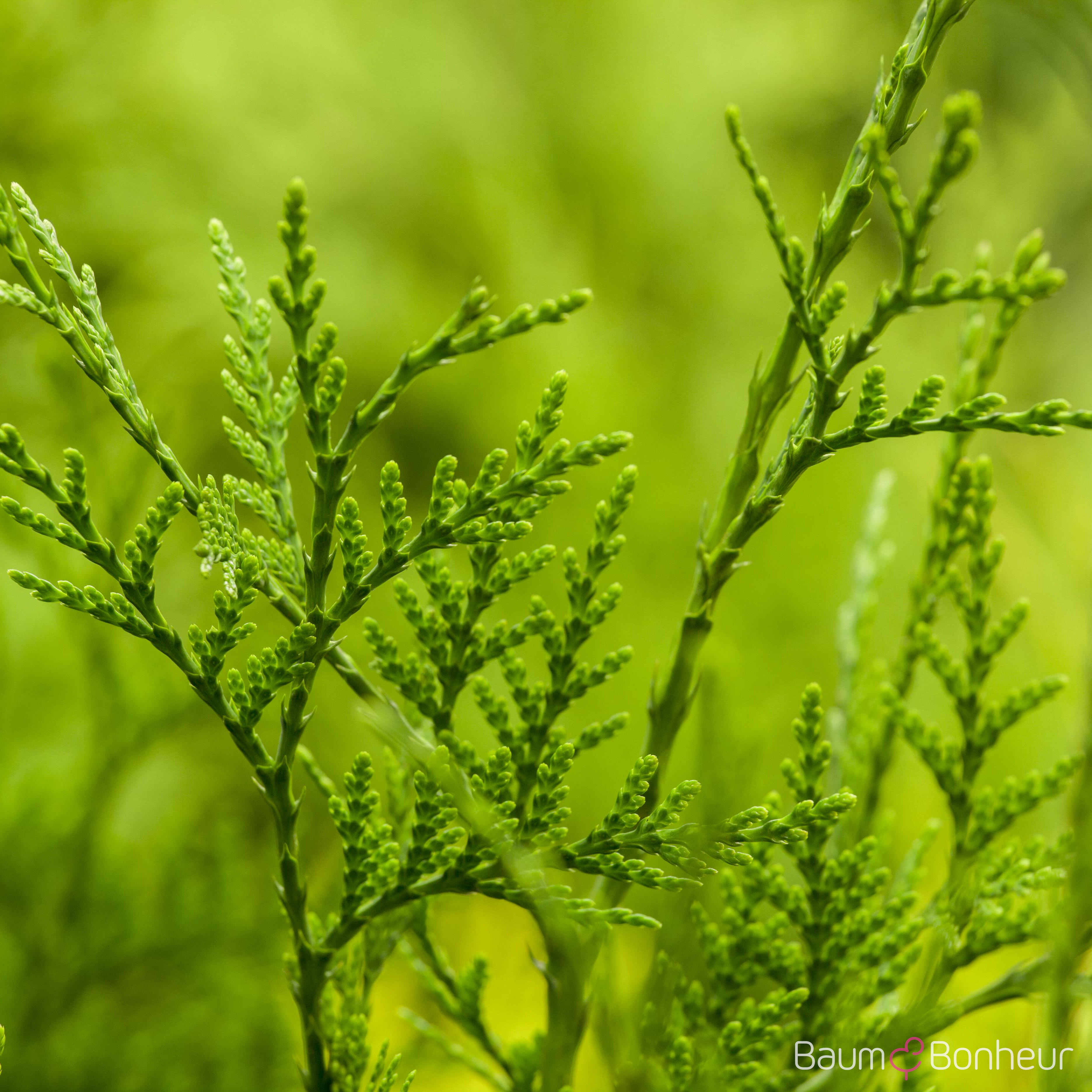 Thuja plicata 'Excelsa'