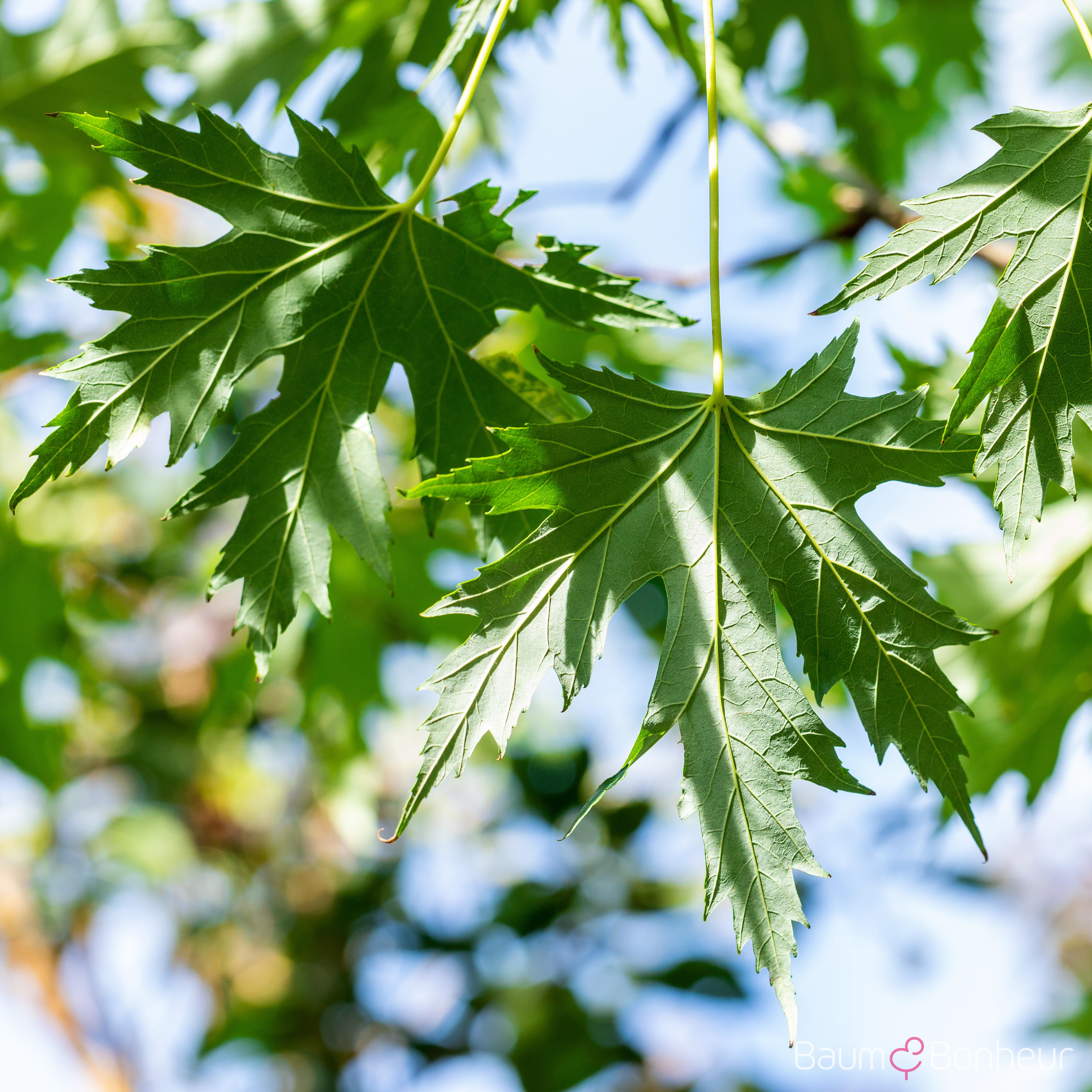 Acer saccharinum 'Laciniatum Wieri'