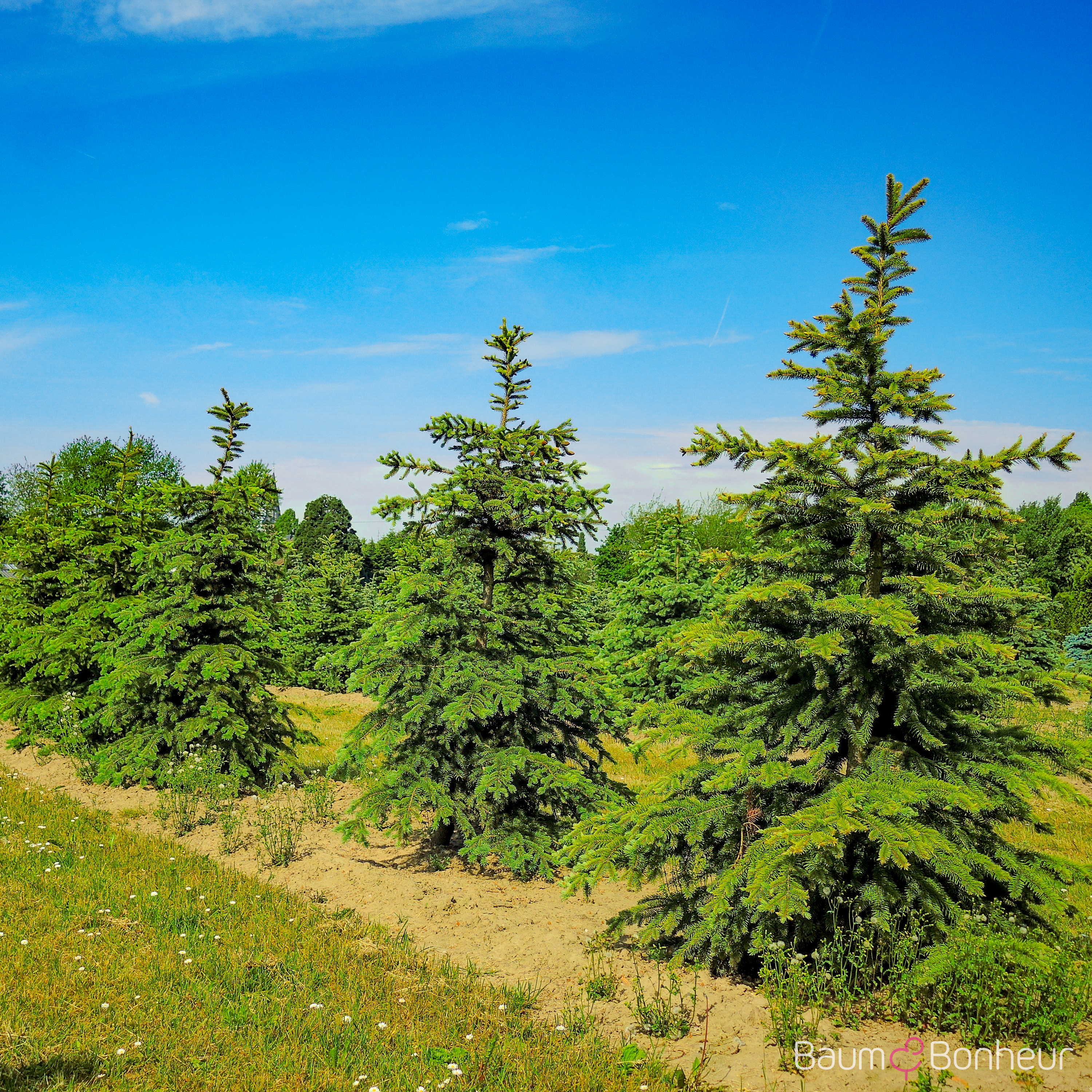 Picea pungens