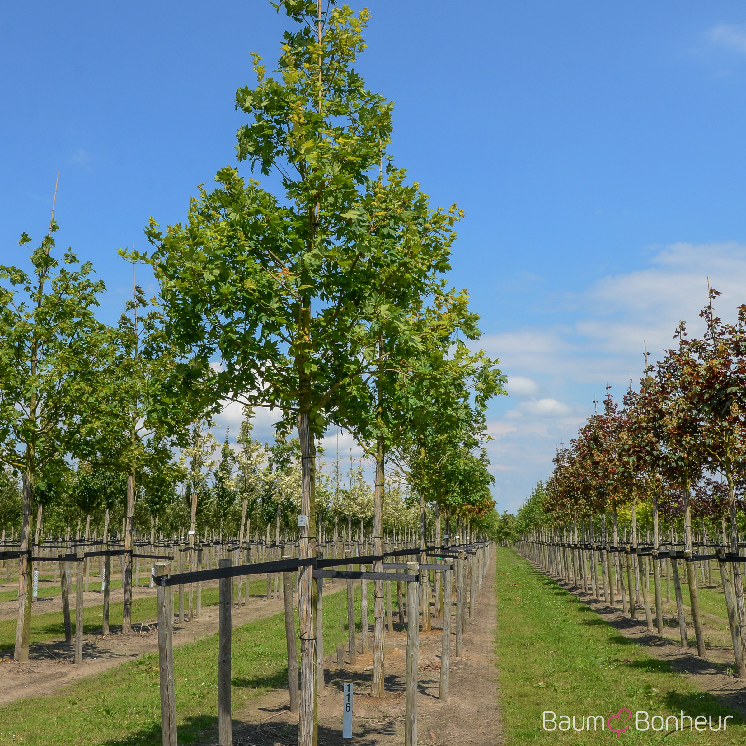 Acer saccharum 'Commemoration'
