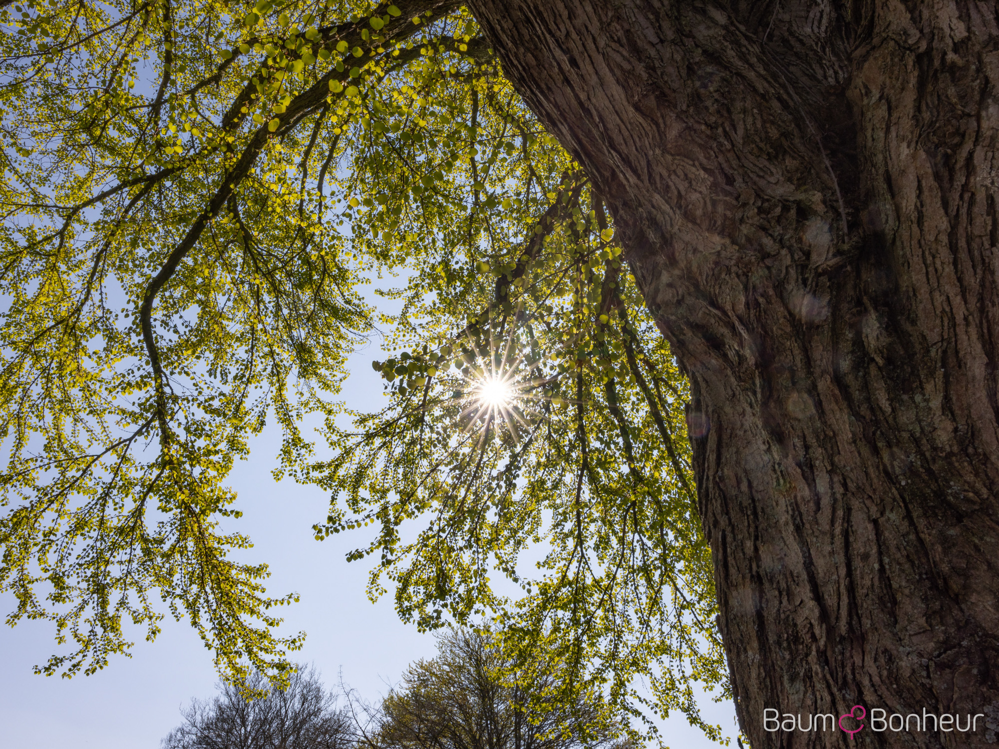 Cercidiphyllum japonicum