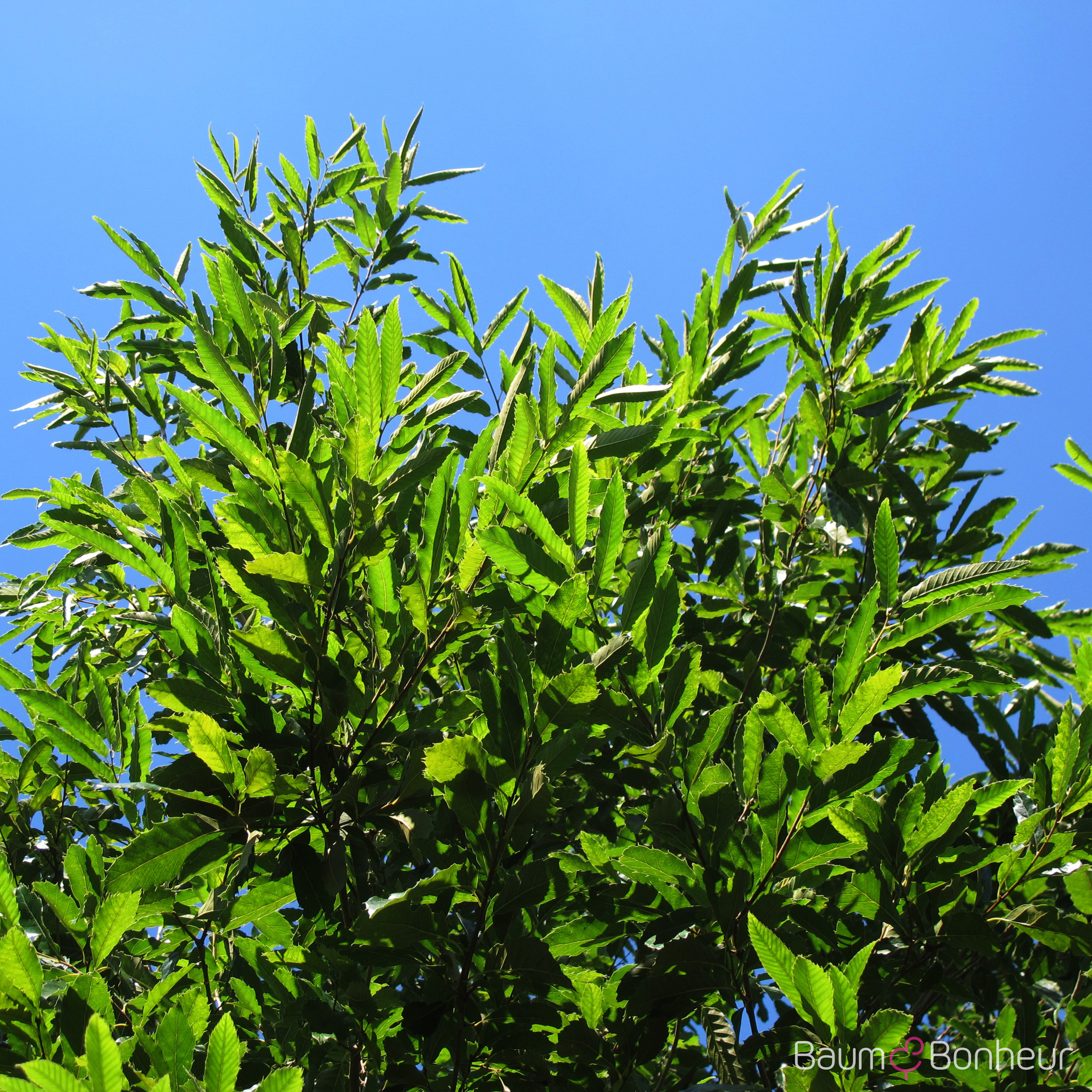 Quercus acutissima
