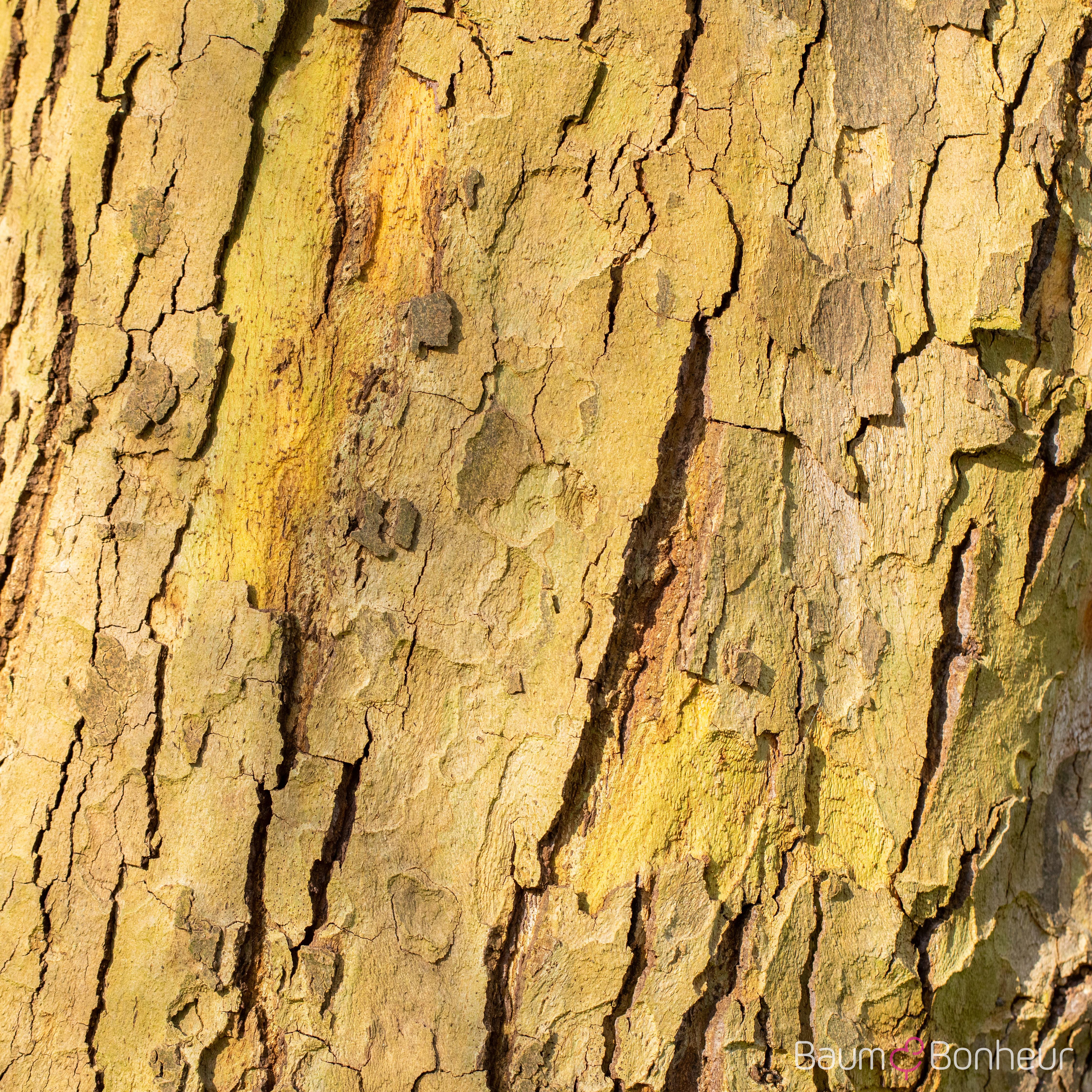 Platanus hispanica 'Alphen's Globe'