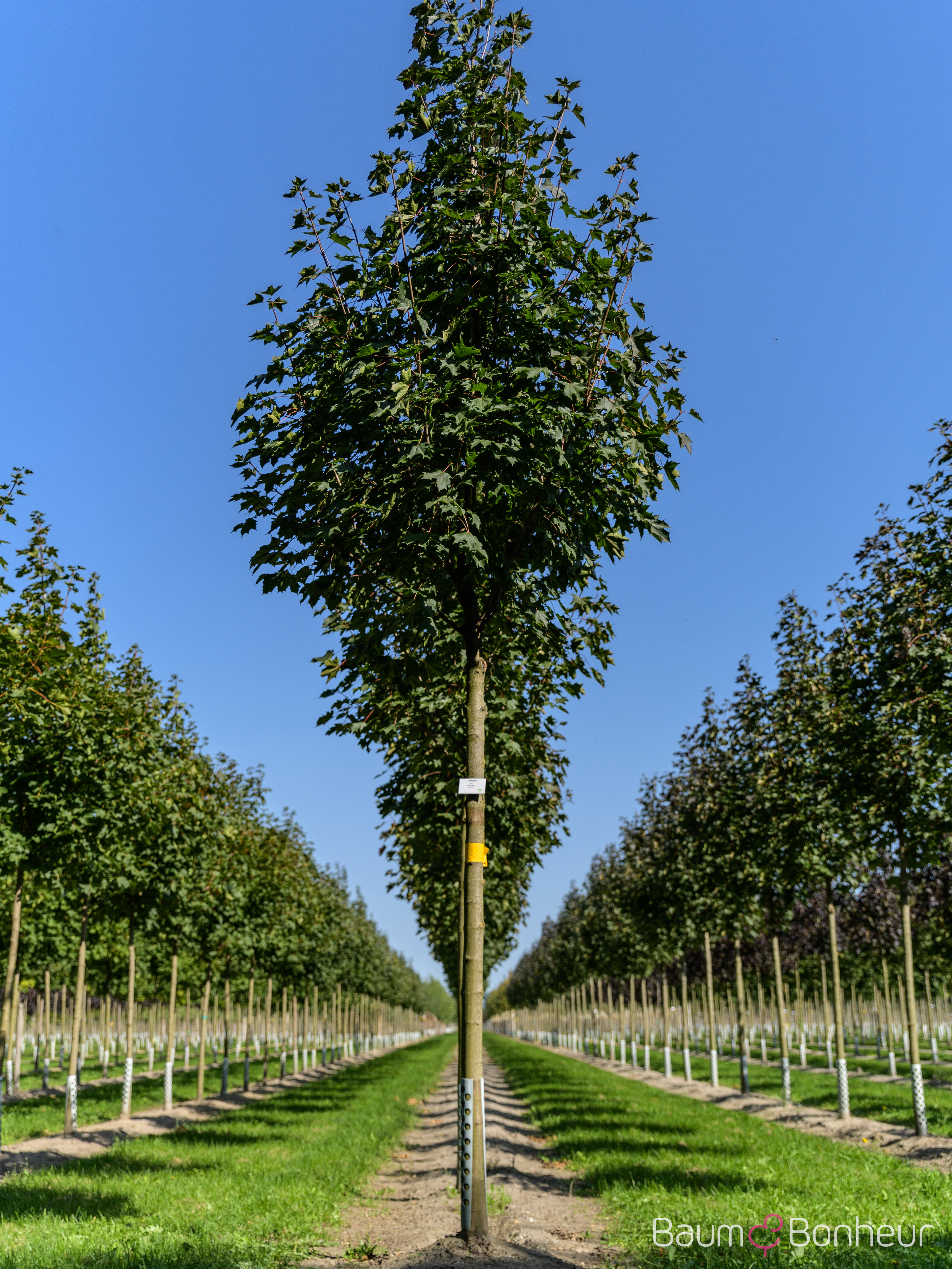 Acer platanoides 'Fairview'
