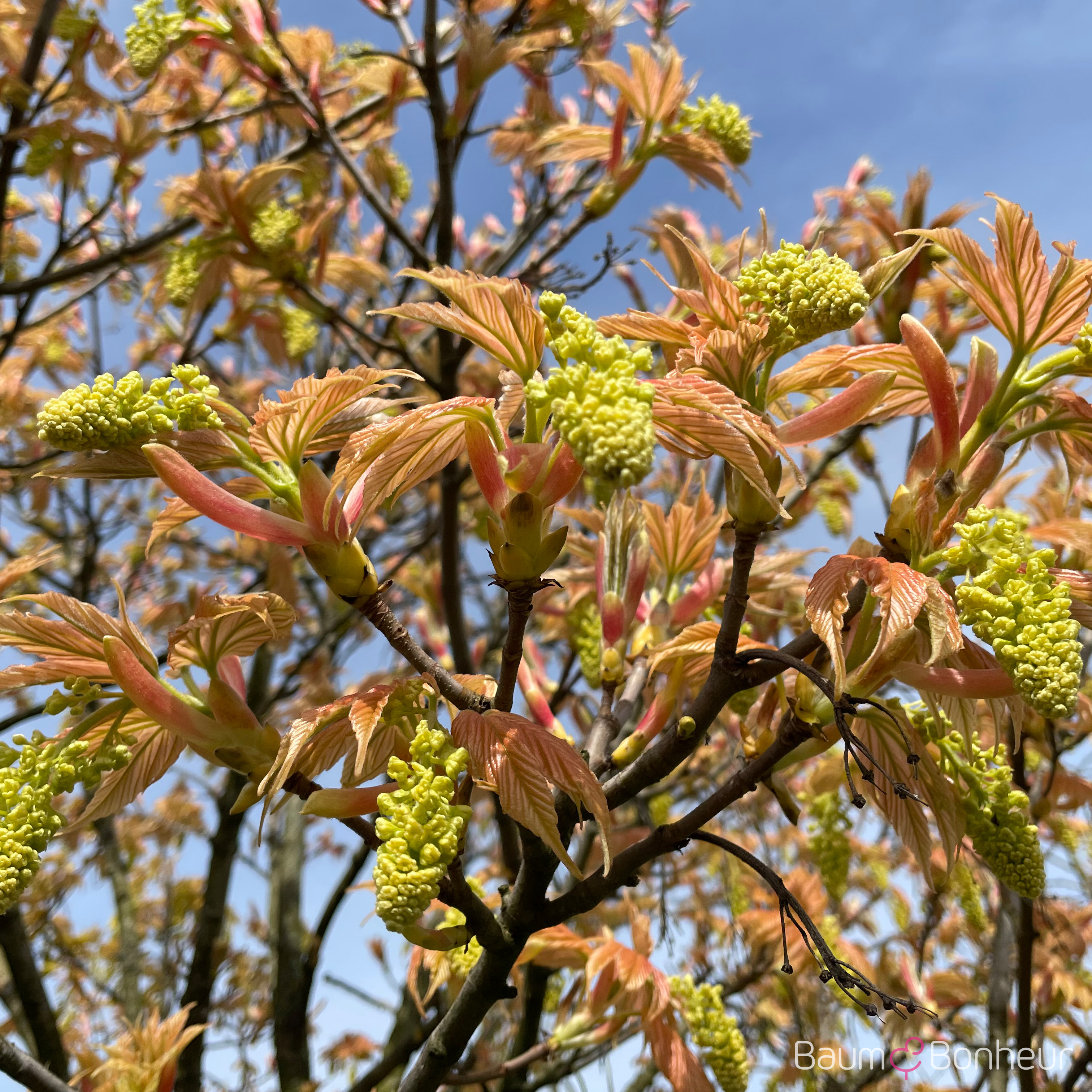 Acer pseudoplatanus 'Brilliantissimum'