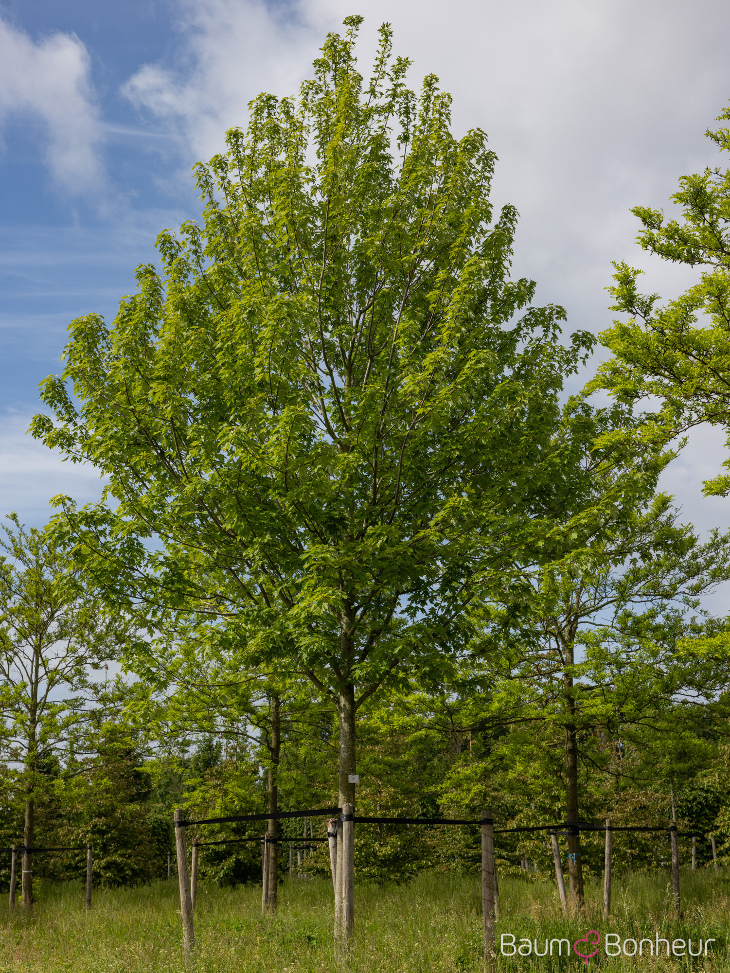 Acer x freemanii 'Celzam'