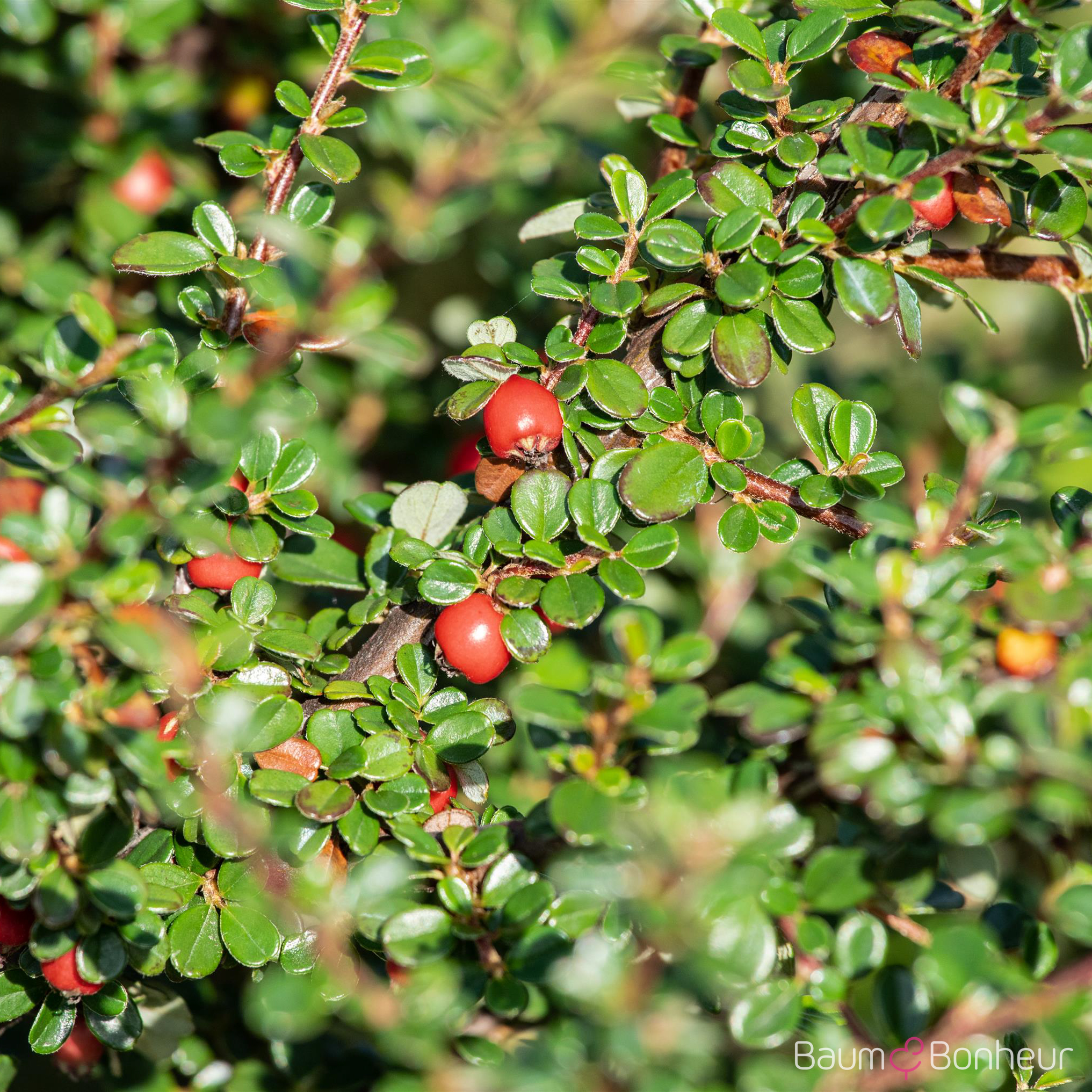 Cotoneaster divaricatus