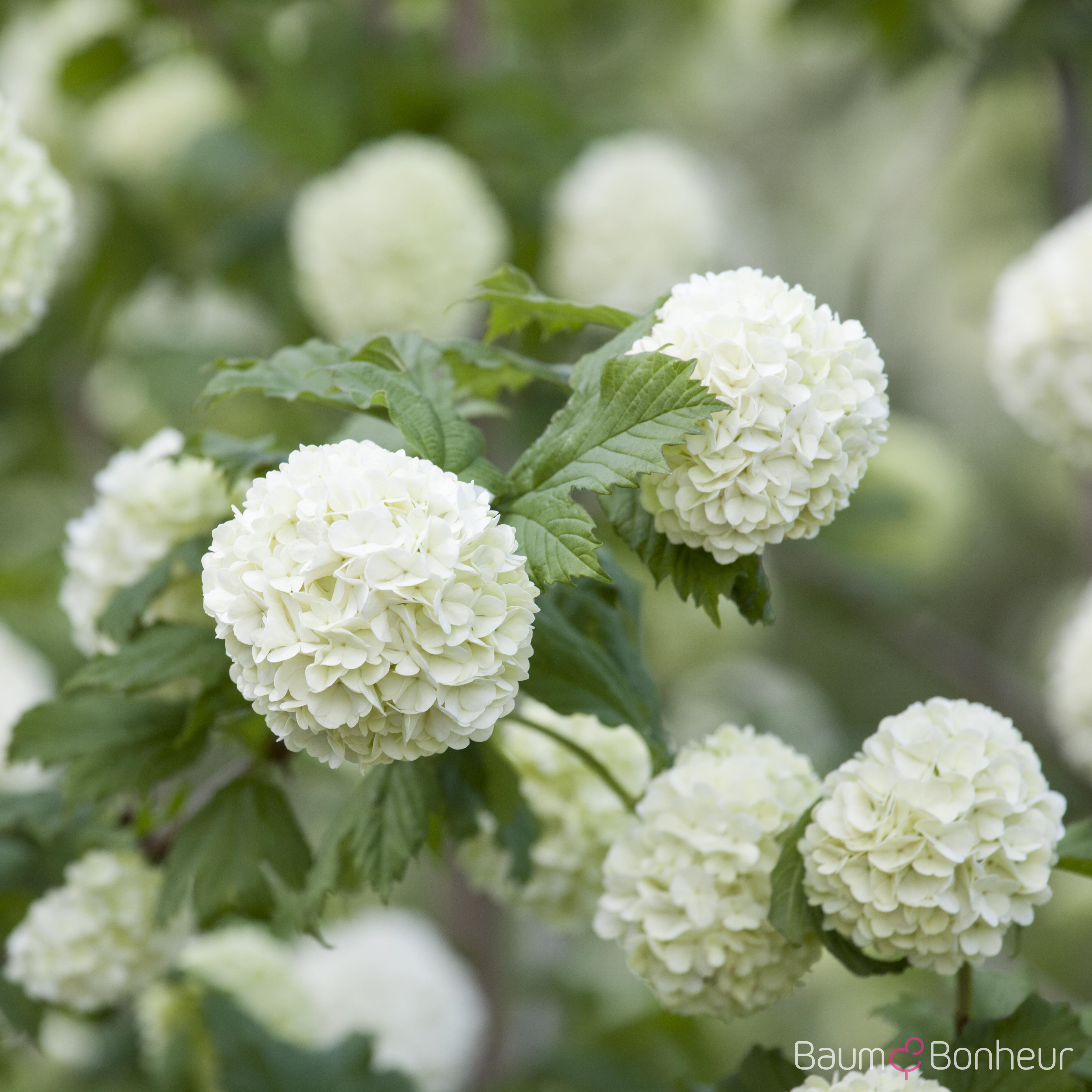 Viburnum opulus 'Roseum'