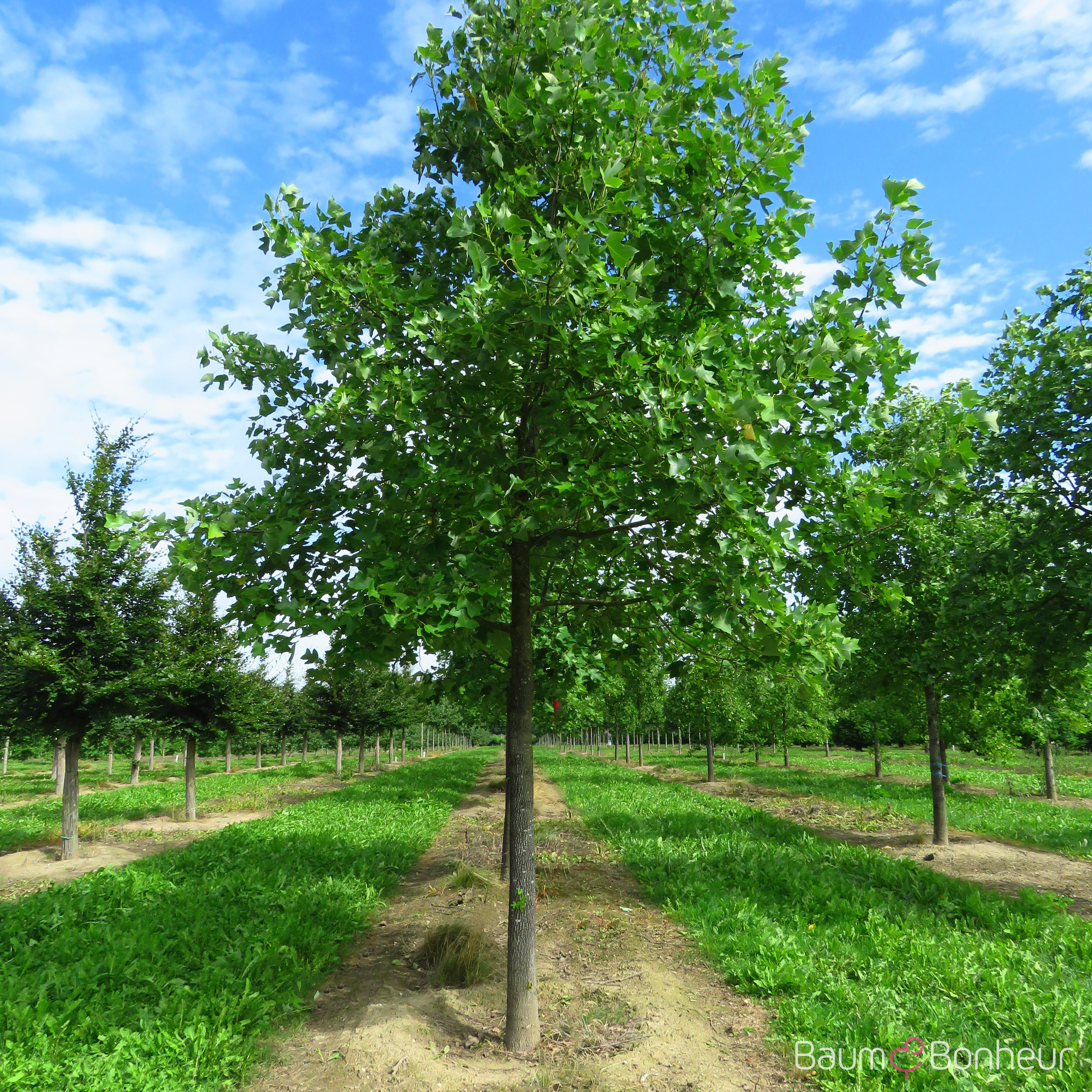 Liriodendron chinense