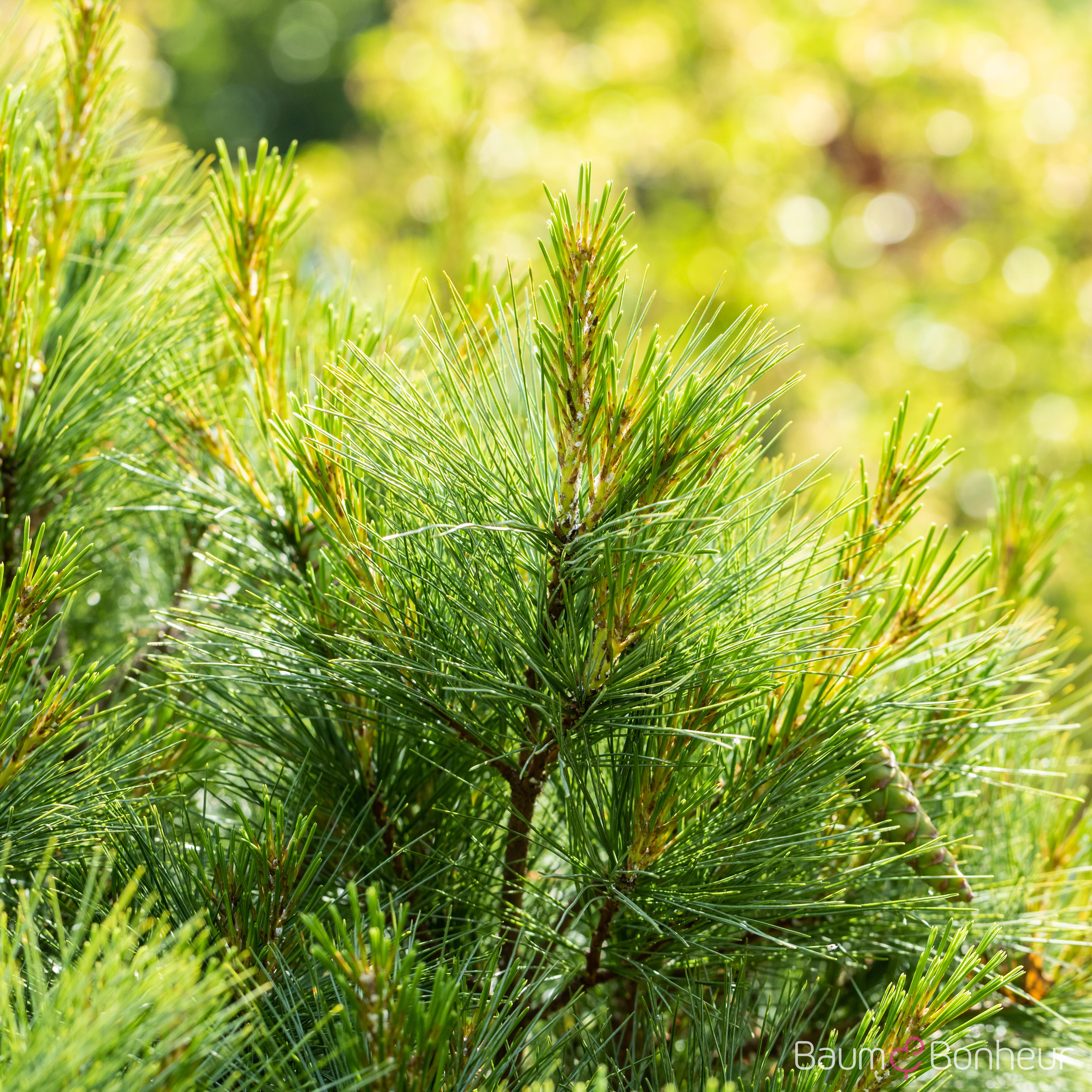 Pinus strobus 'Radiata'
