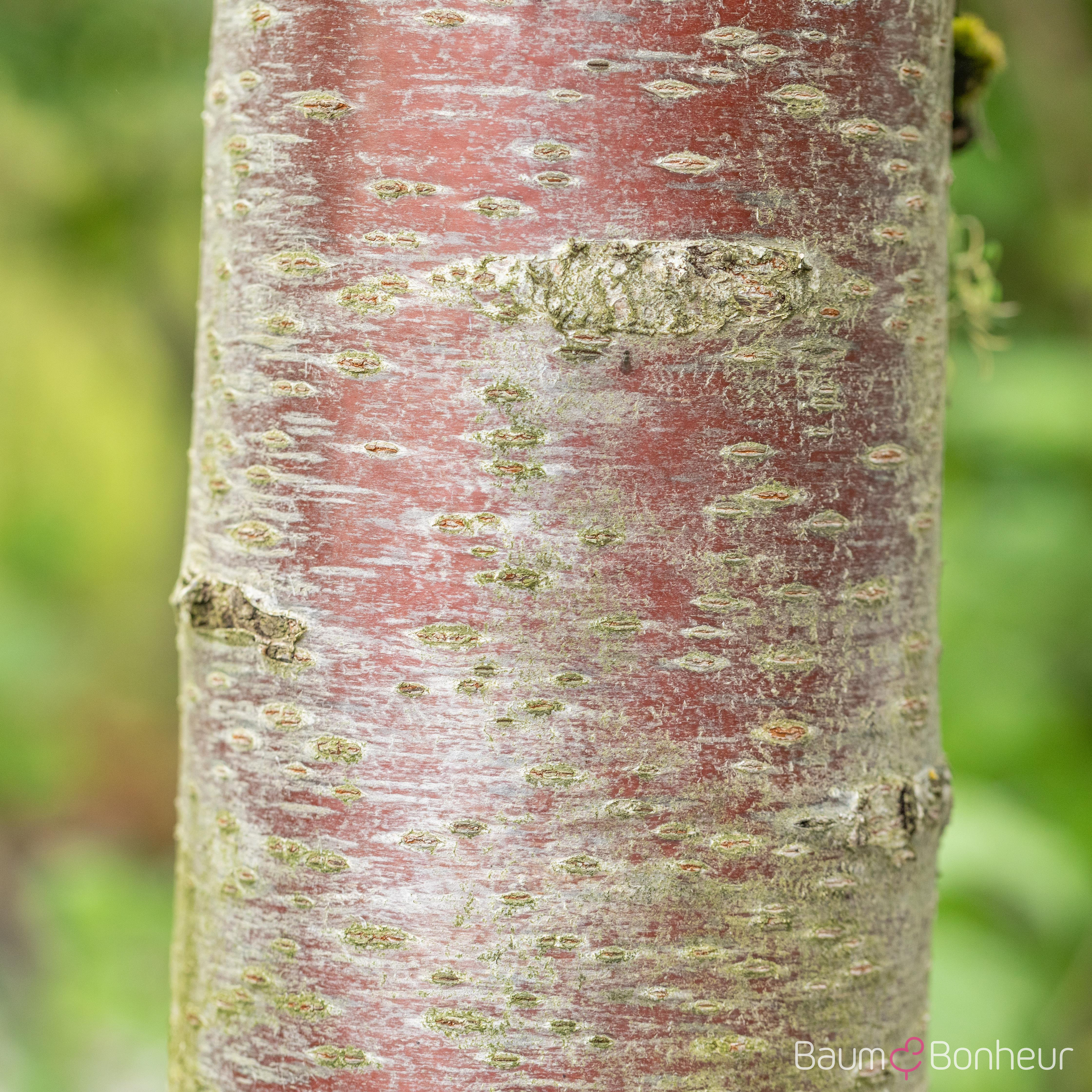 Prunus avium 'Plena'