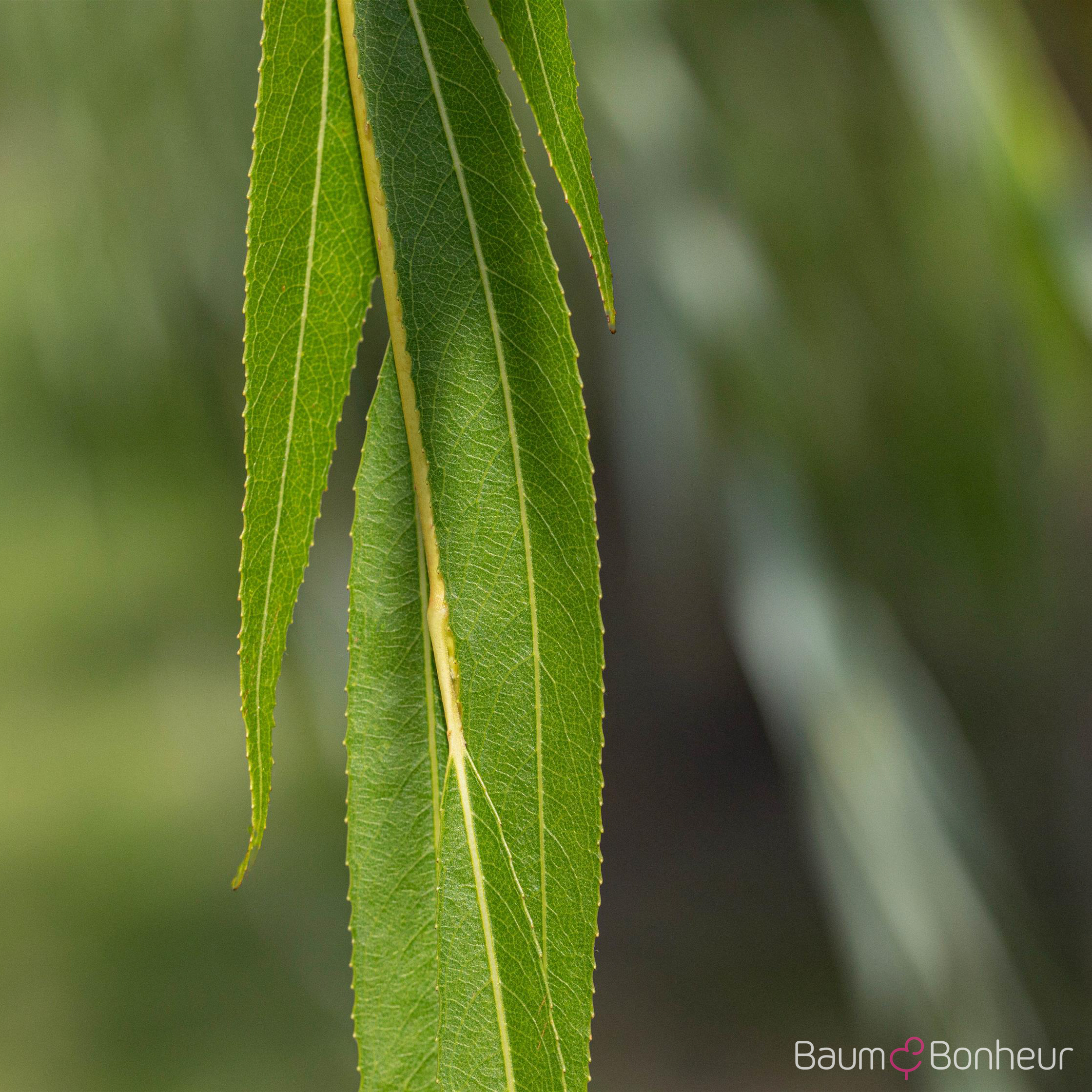 Salix alba