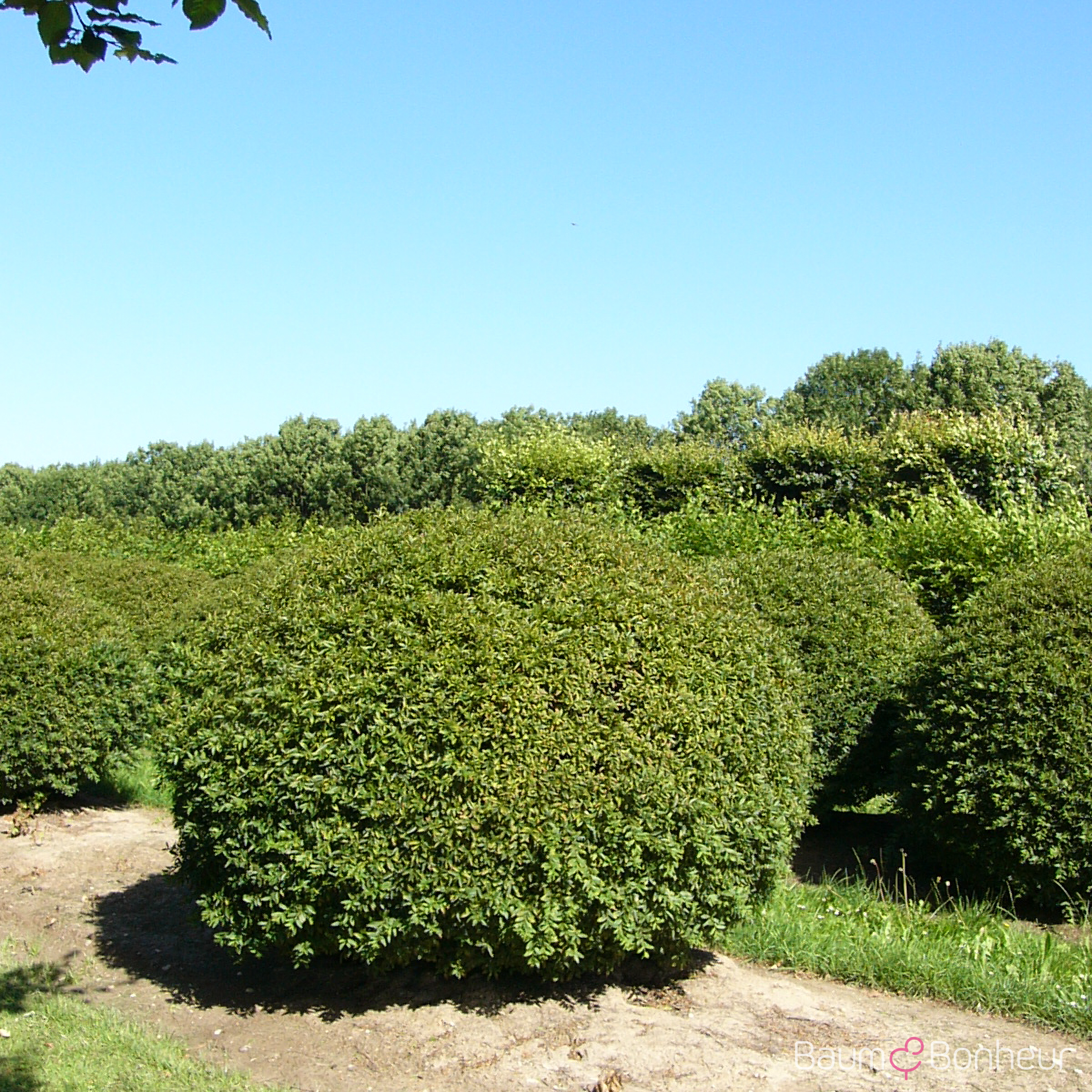 Ligustrum vulgare 'Lodense'