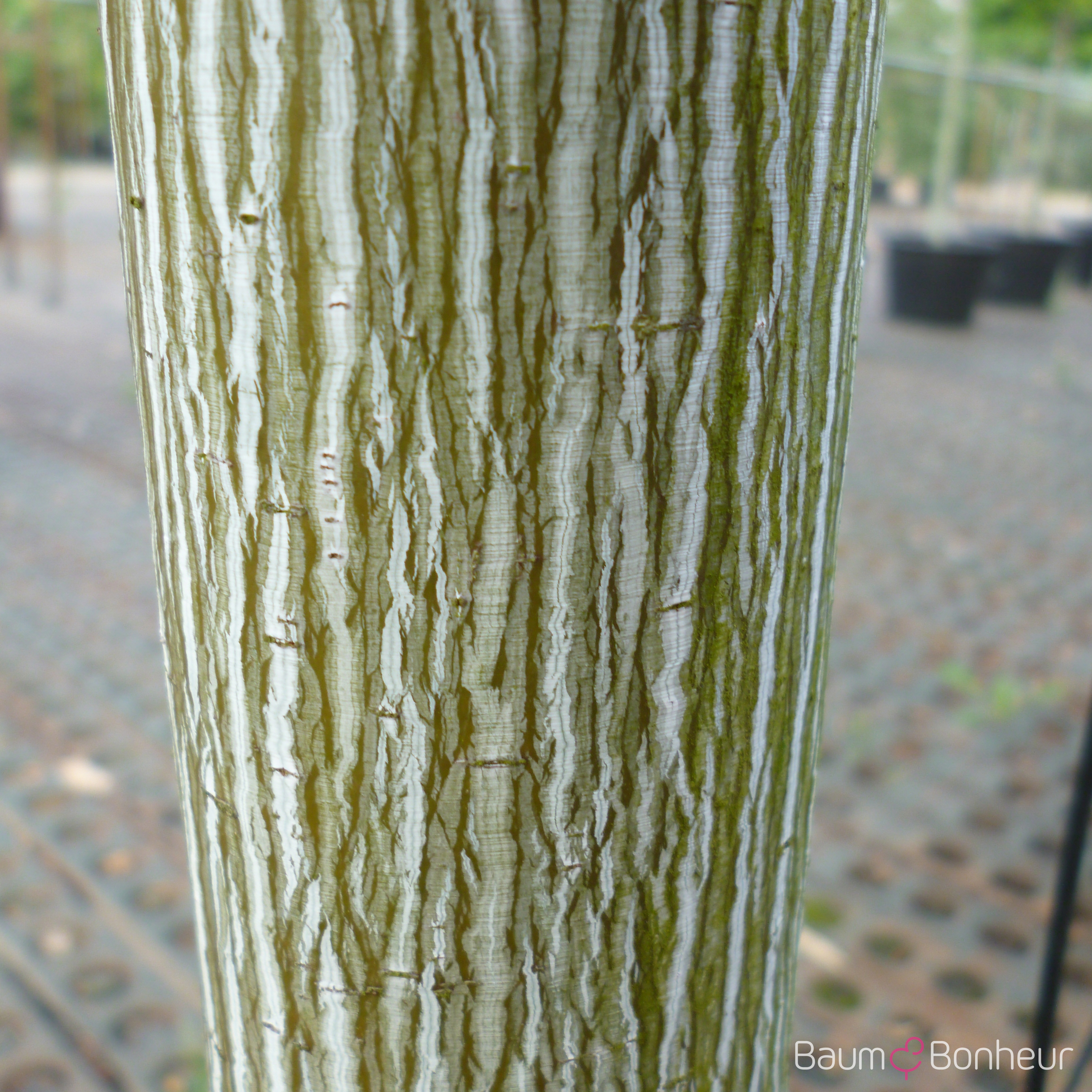 Acer pensylvanicum