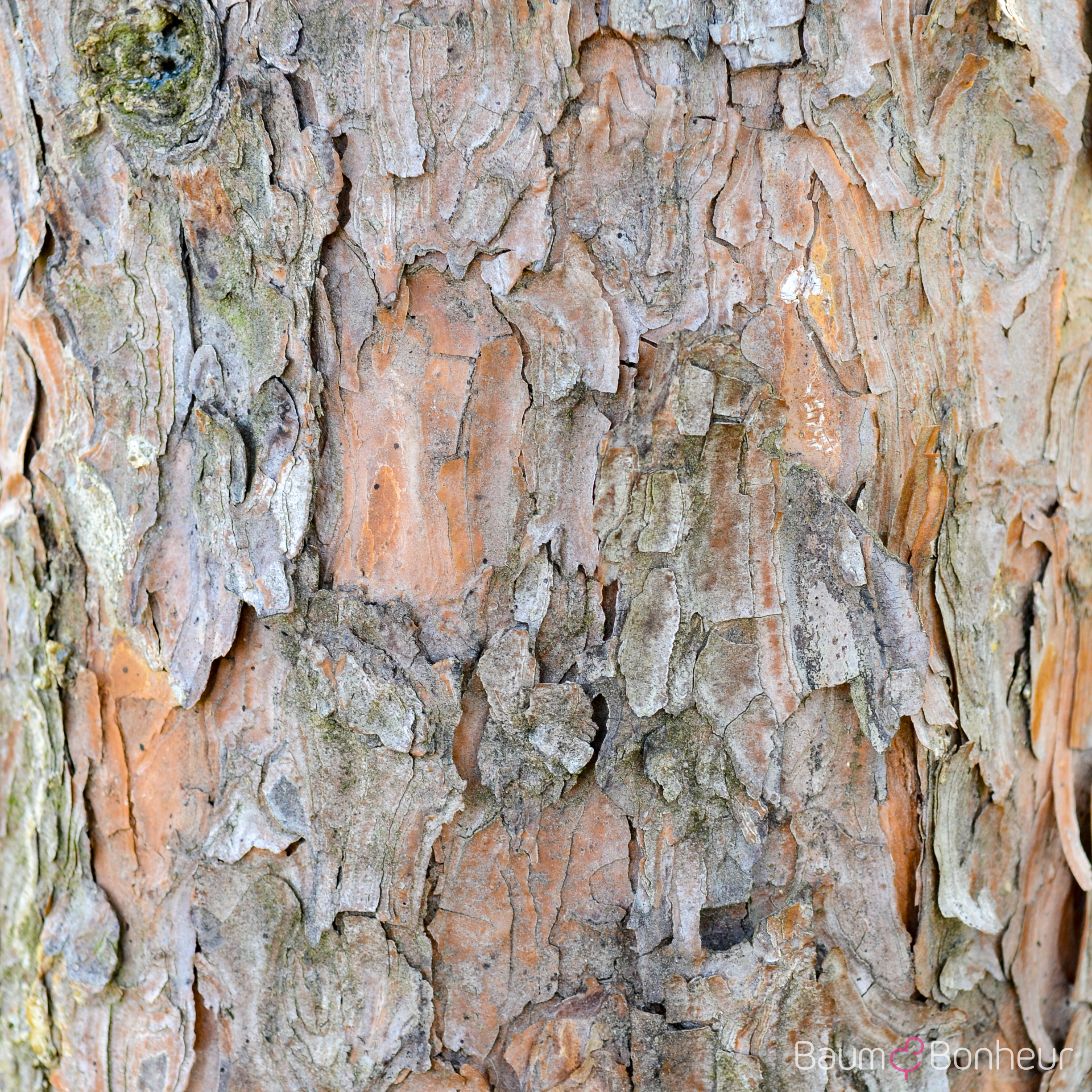 Pinus banksiana