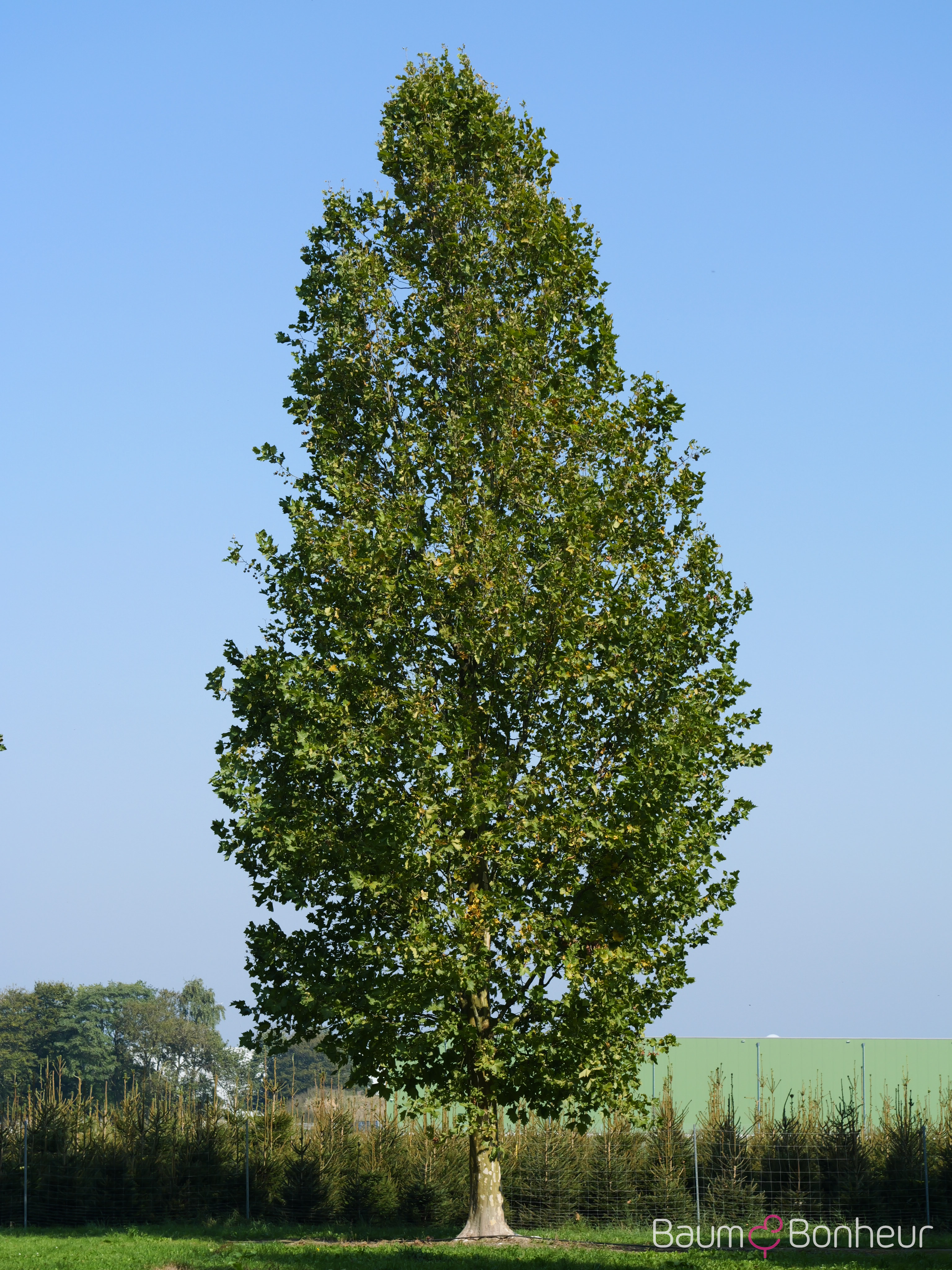 Platanus hispanica 'Tremonia'