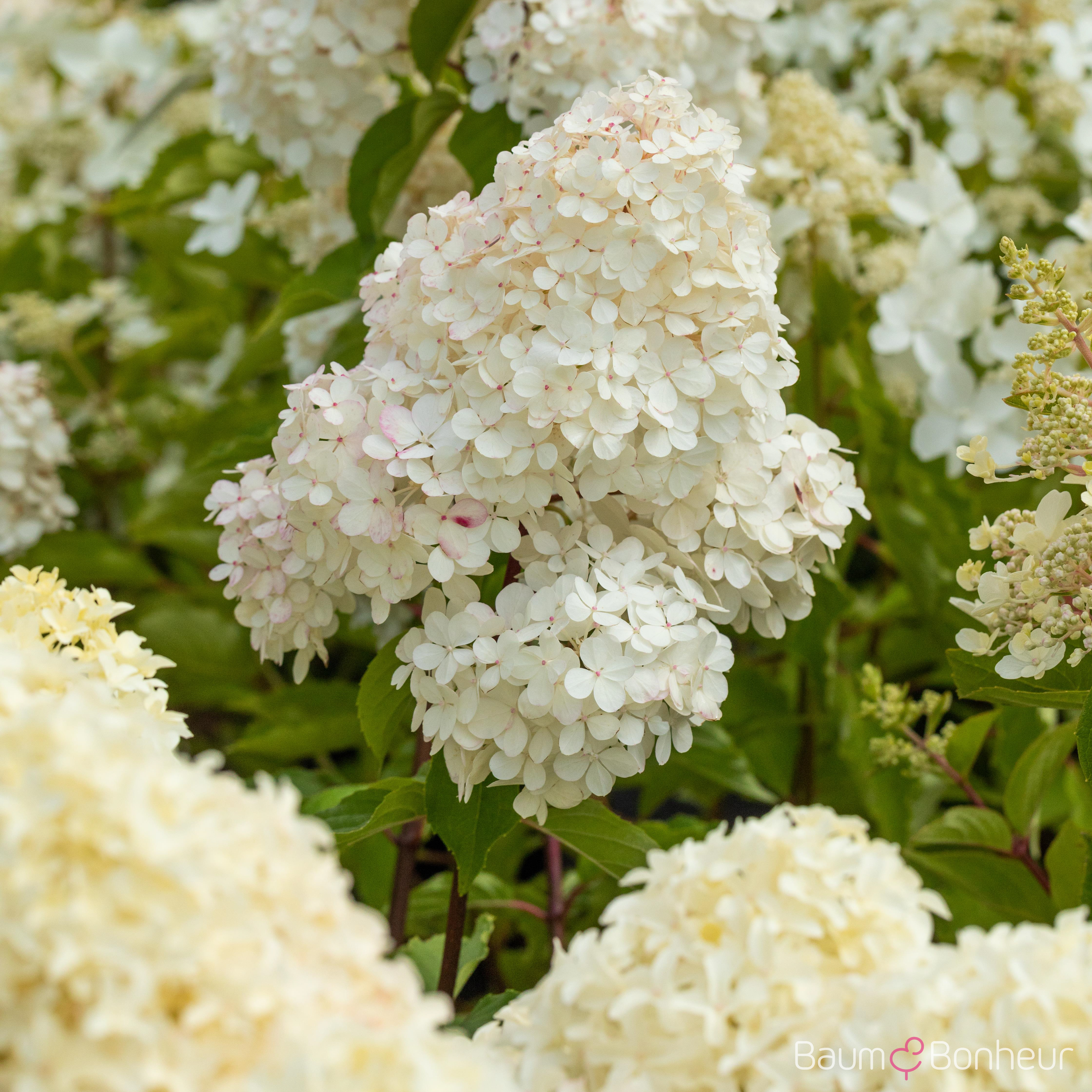 Hydrangea paniculata 'Vanille-Fraise' -R-