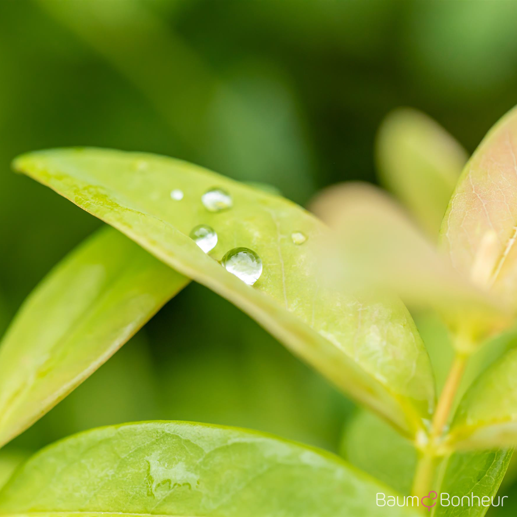 Hypericum calycinum