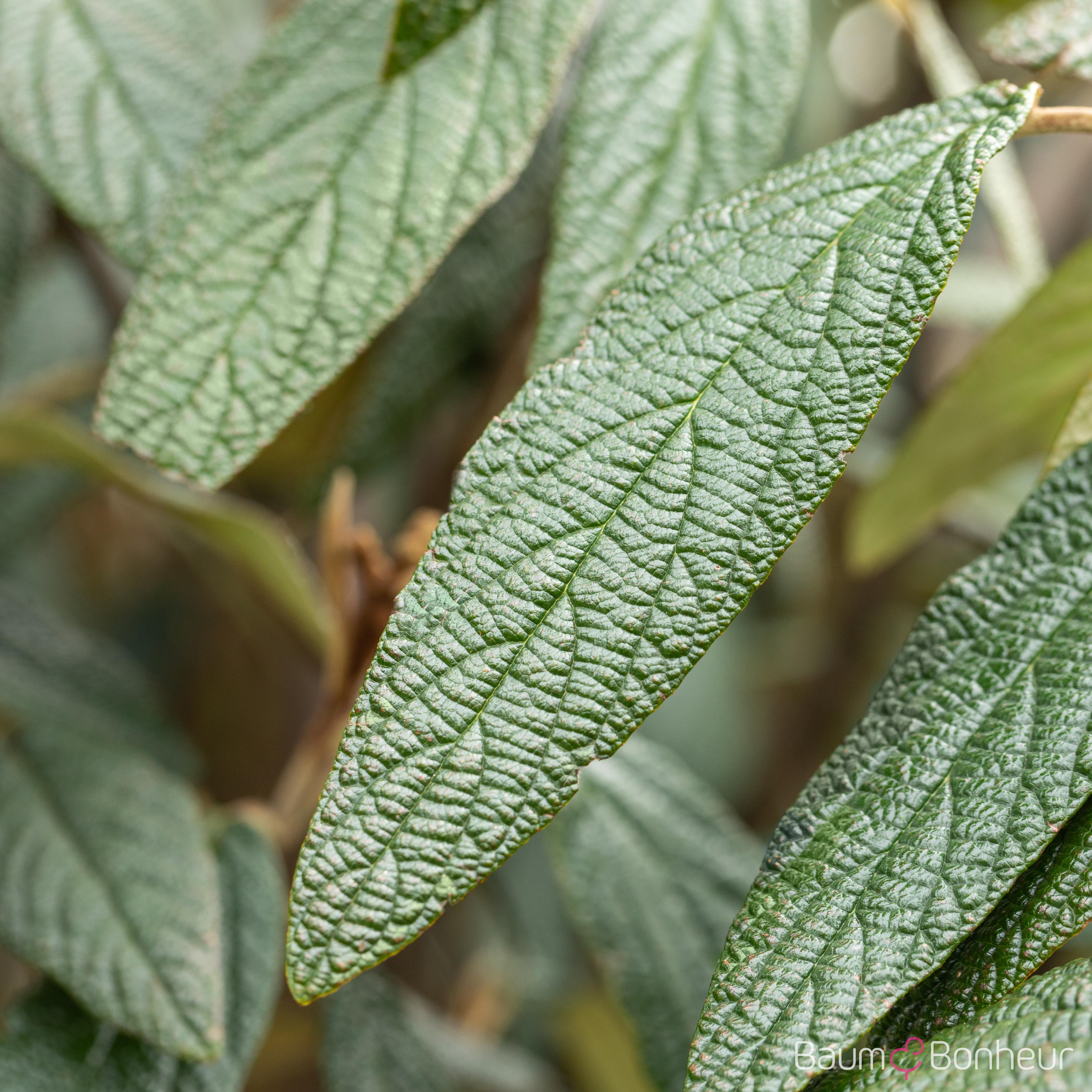 Viburnum 'Pragense'