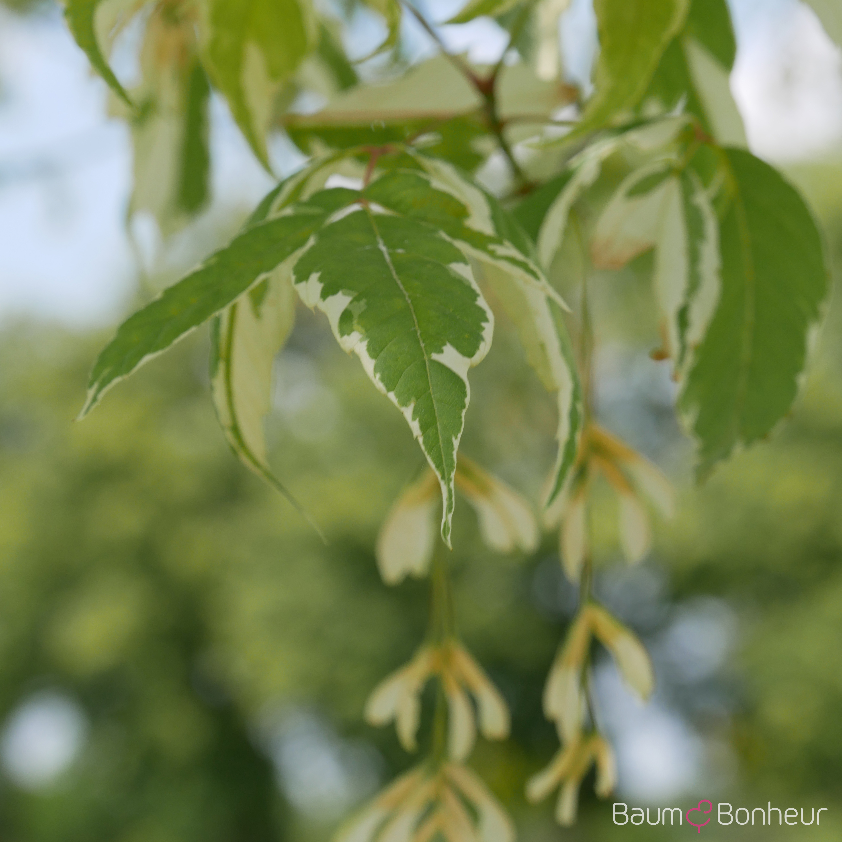Acer negundo 'Variegatum'