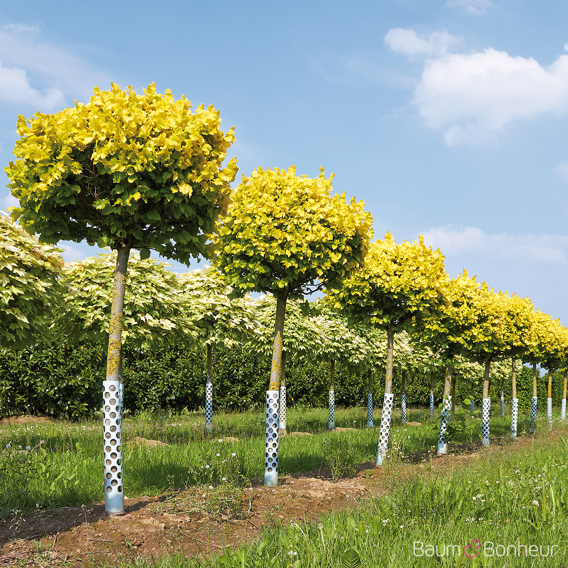 Ulmus carpinifolia 'Wredei'