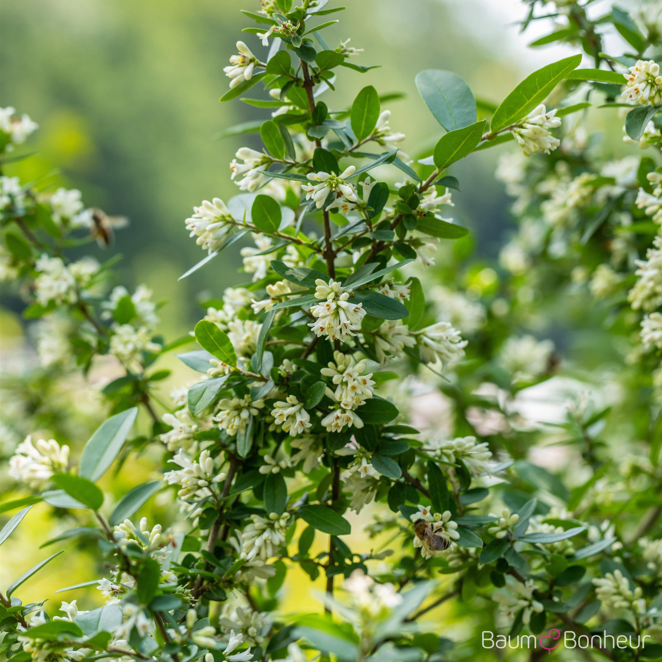 Ligustrum obtusifolium var. regelianum