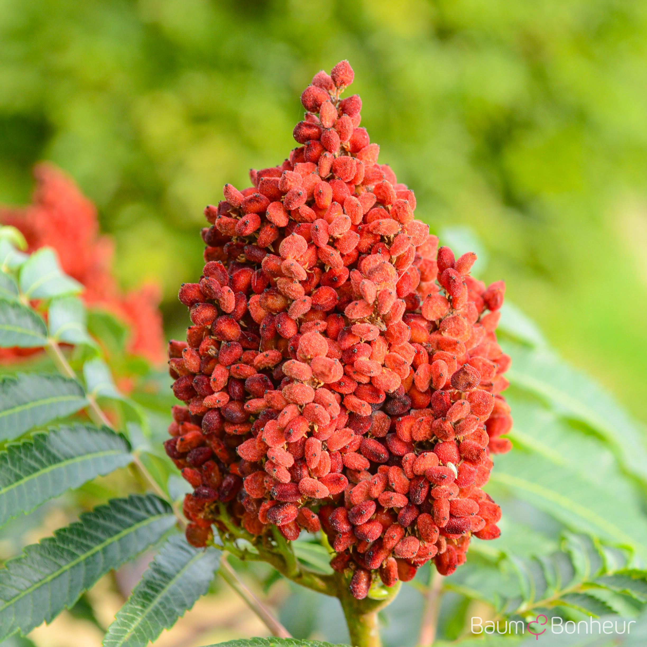 Rhus glabra