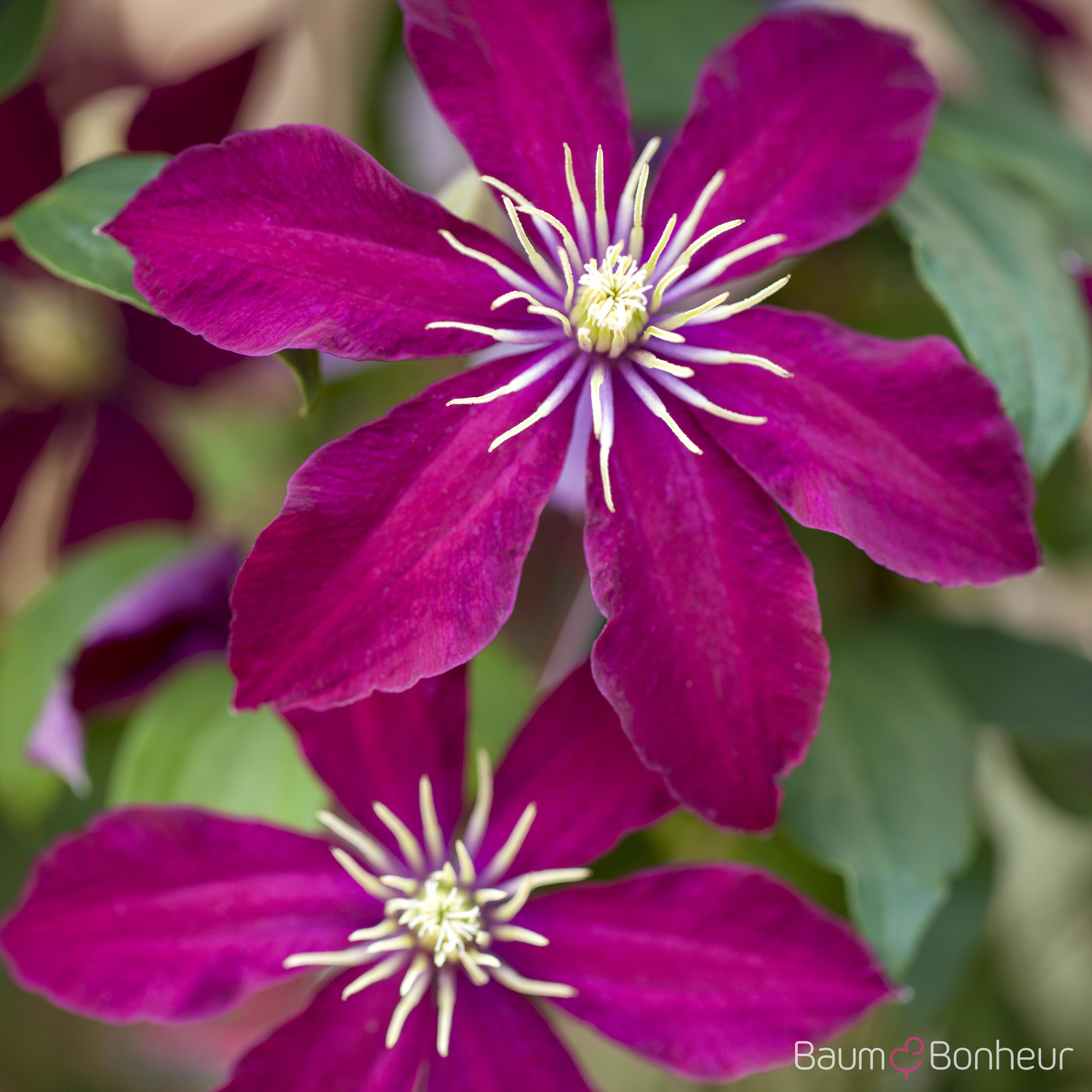 Clematis 'Niobe'