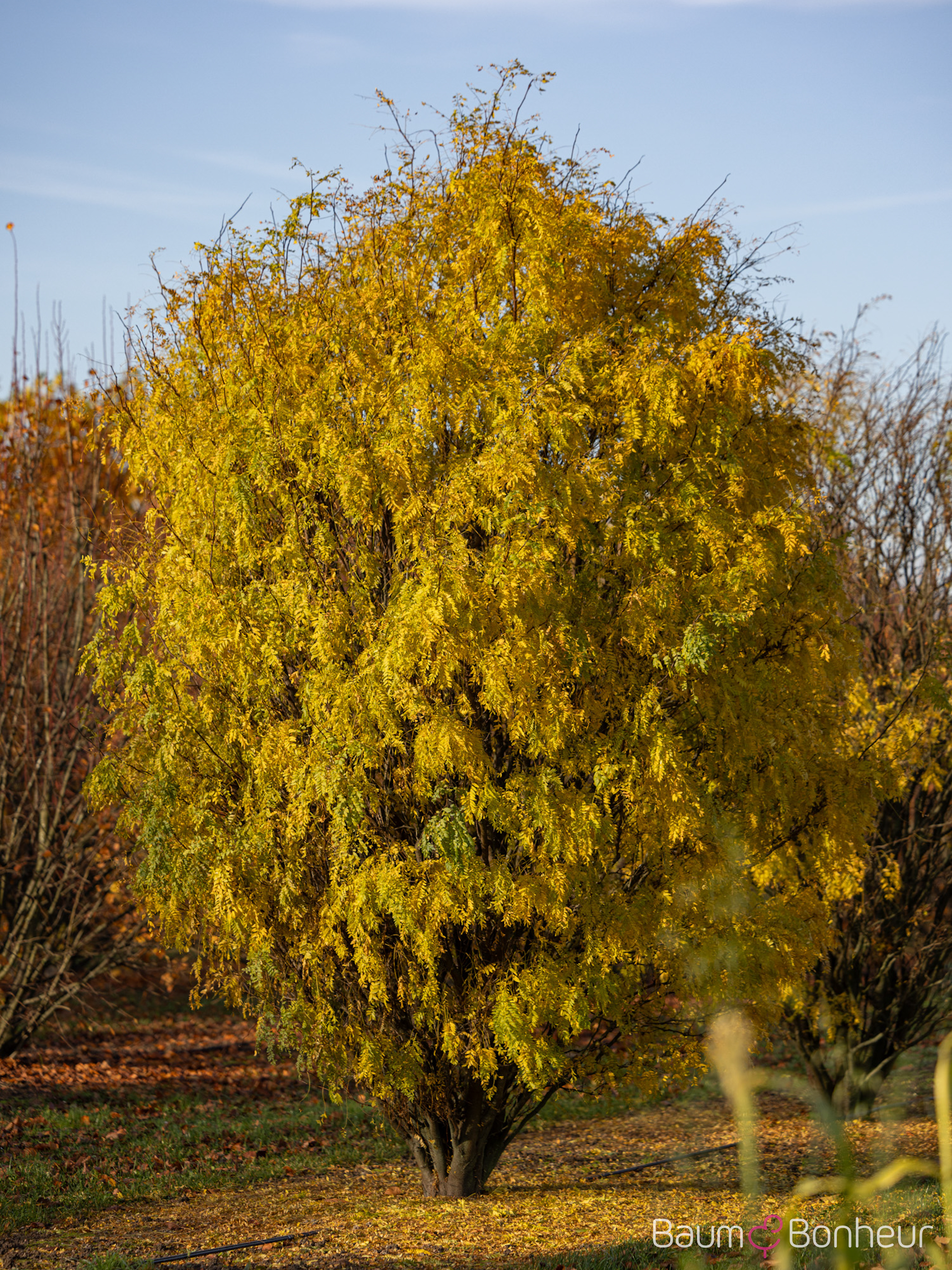 Gleditsia triacanthos 'Elegantissima'