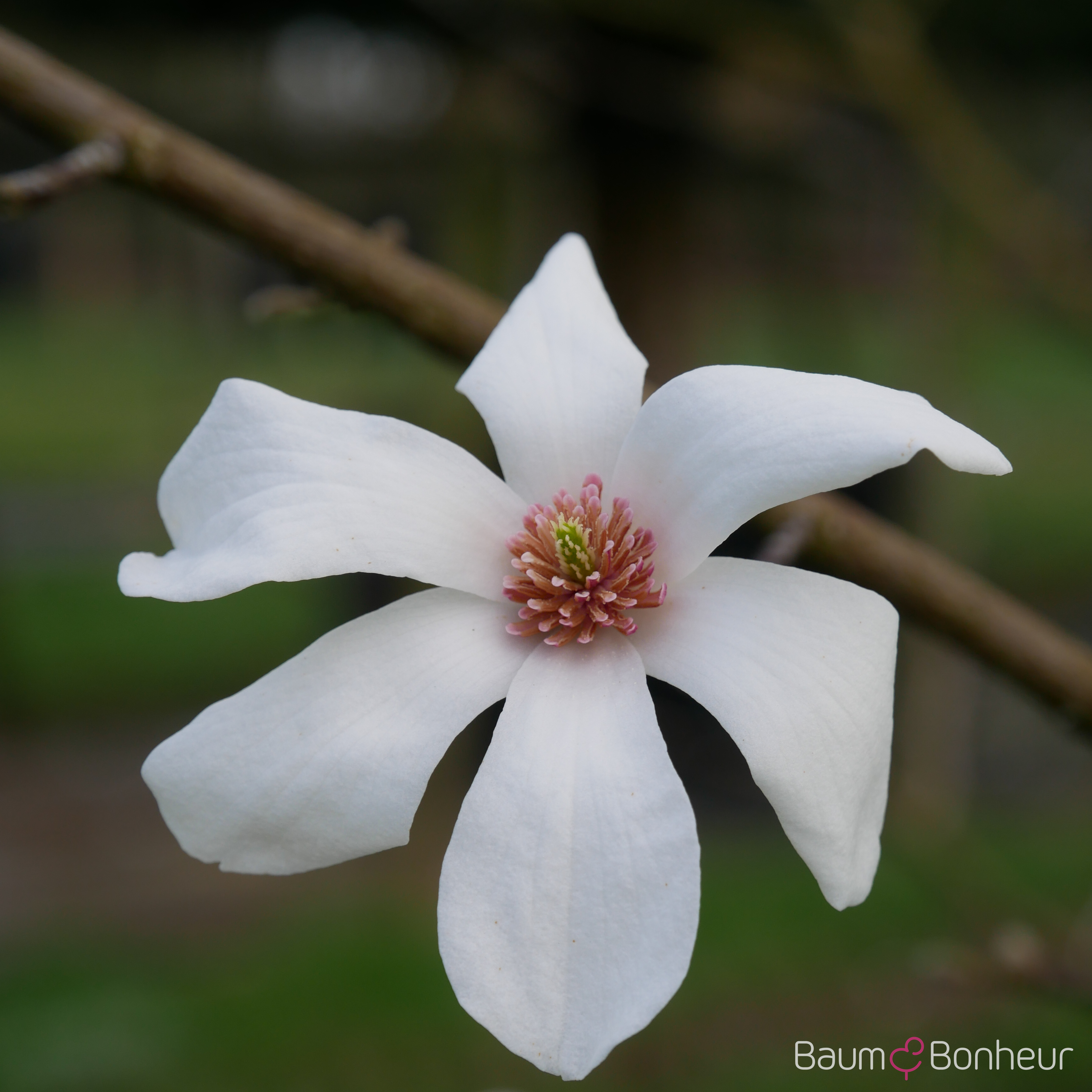 Magnolia kobus