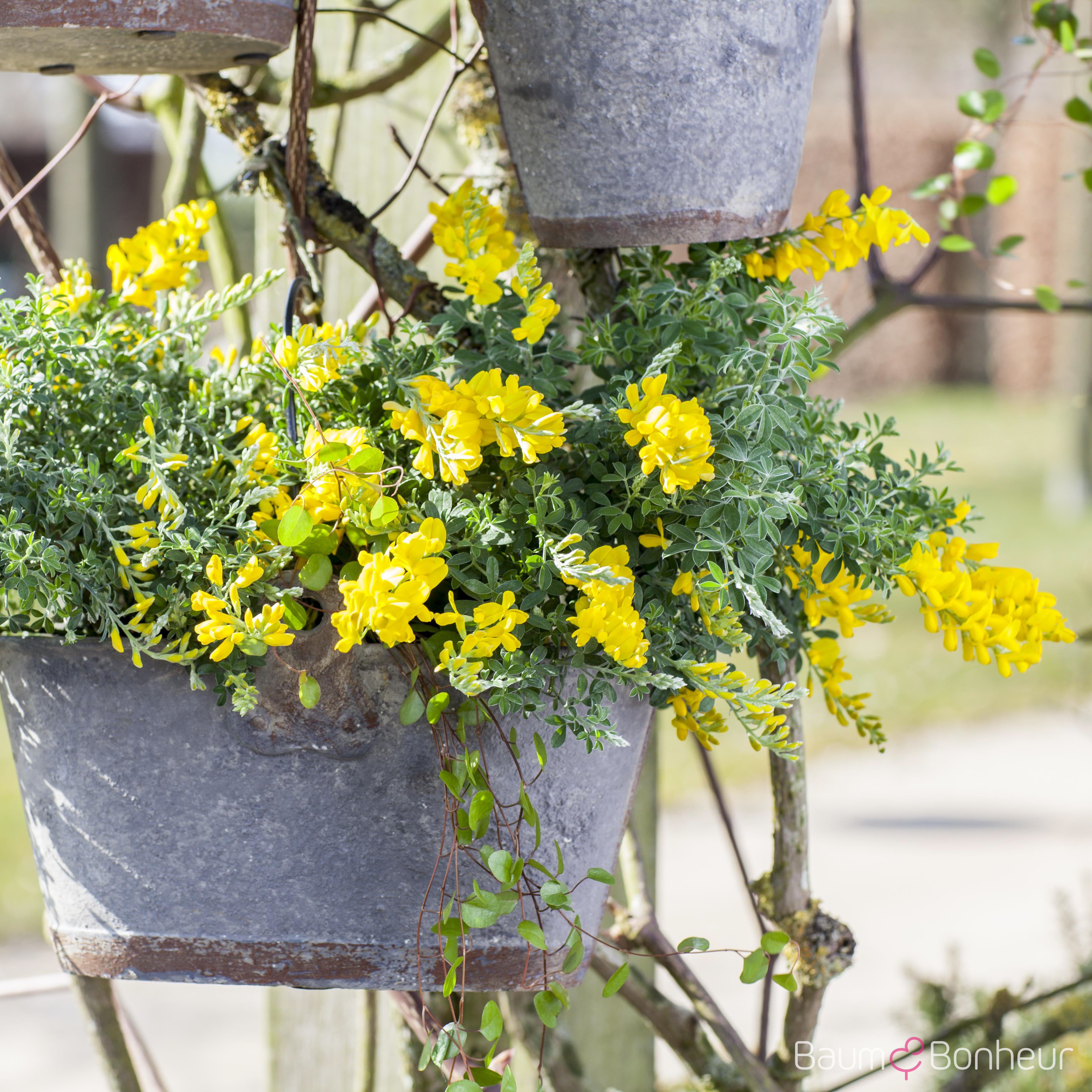 Cytisus decumbens