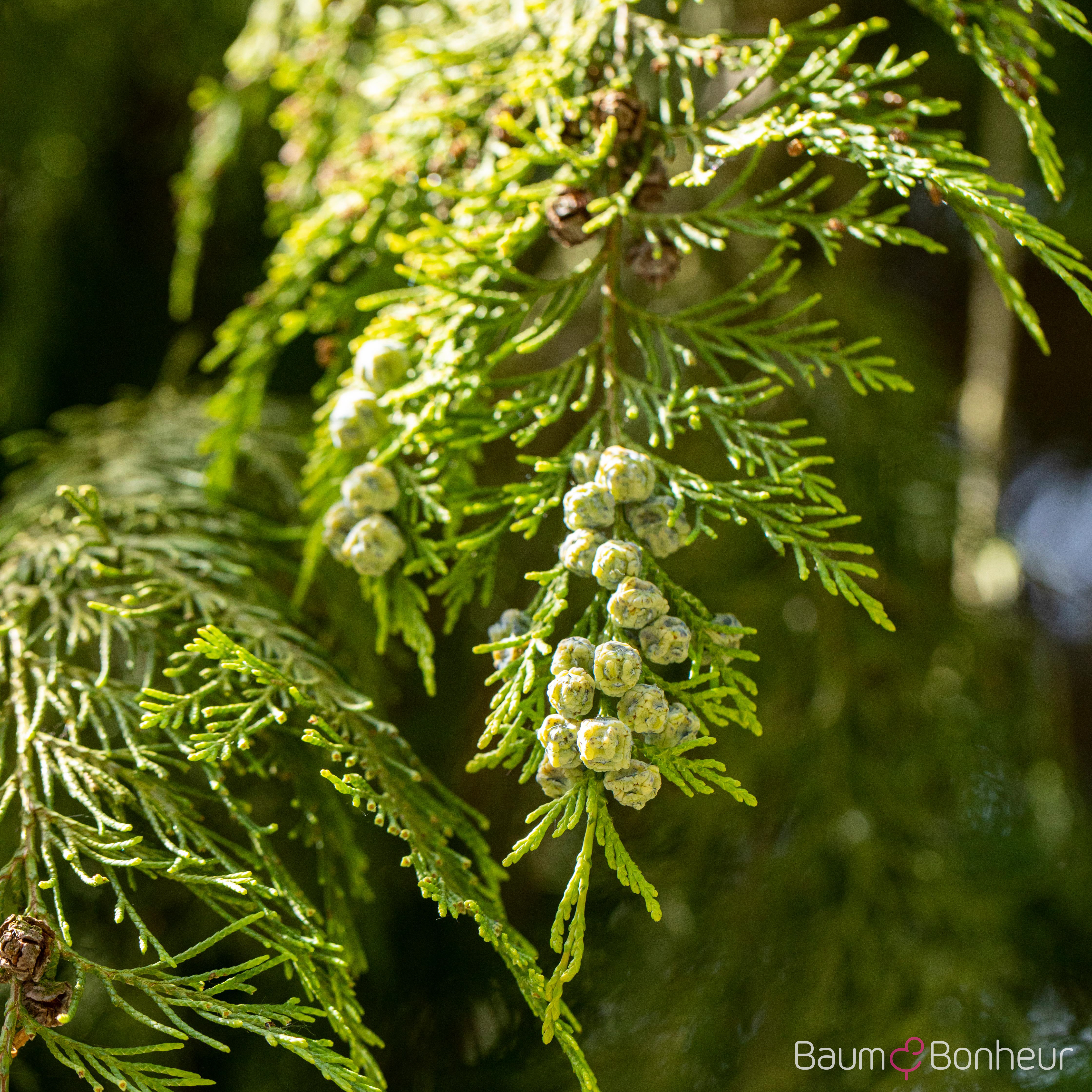 Thuja occidentalis