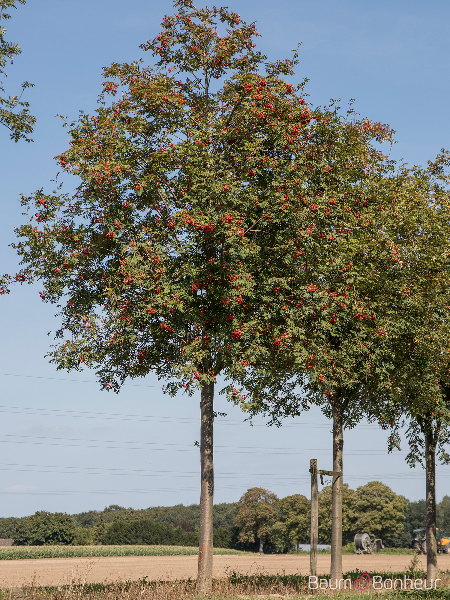 Sorbus aucuparia 'Rossica Major'