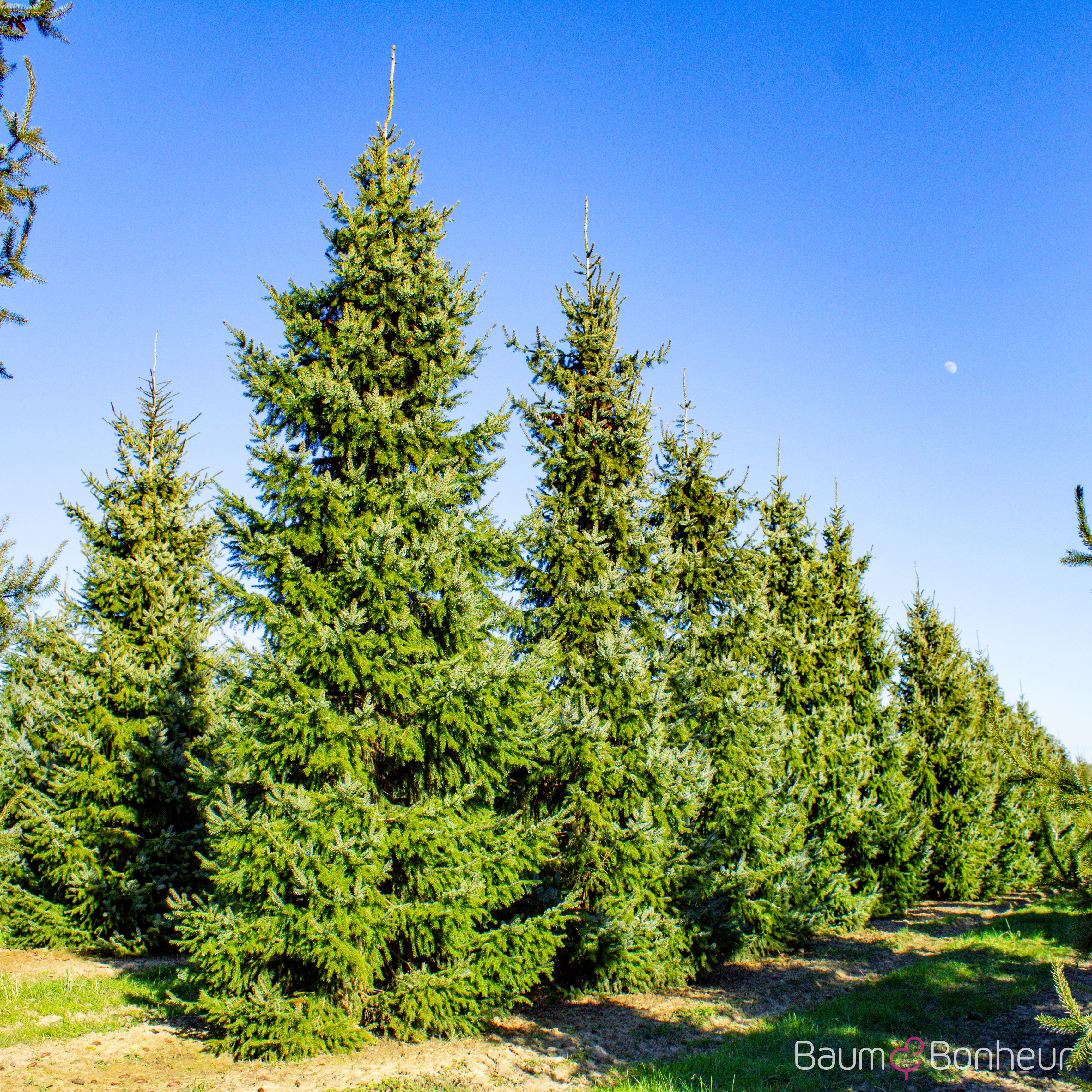 Picea omorika