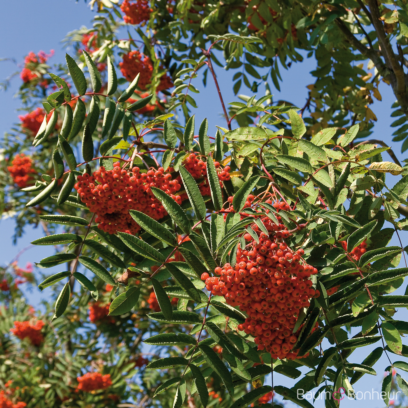 Sorbus decora