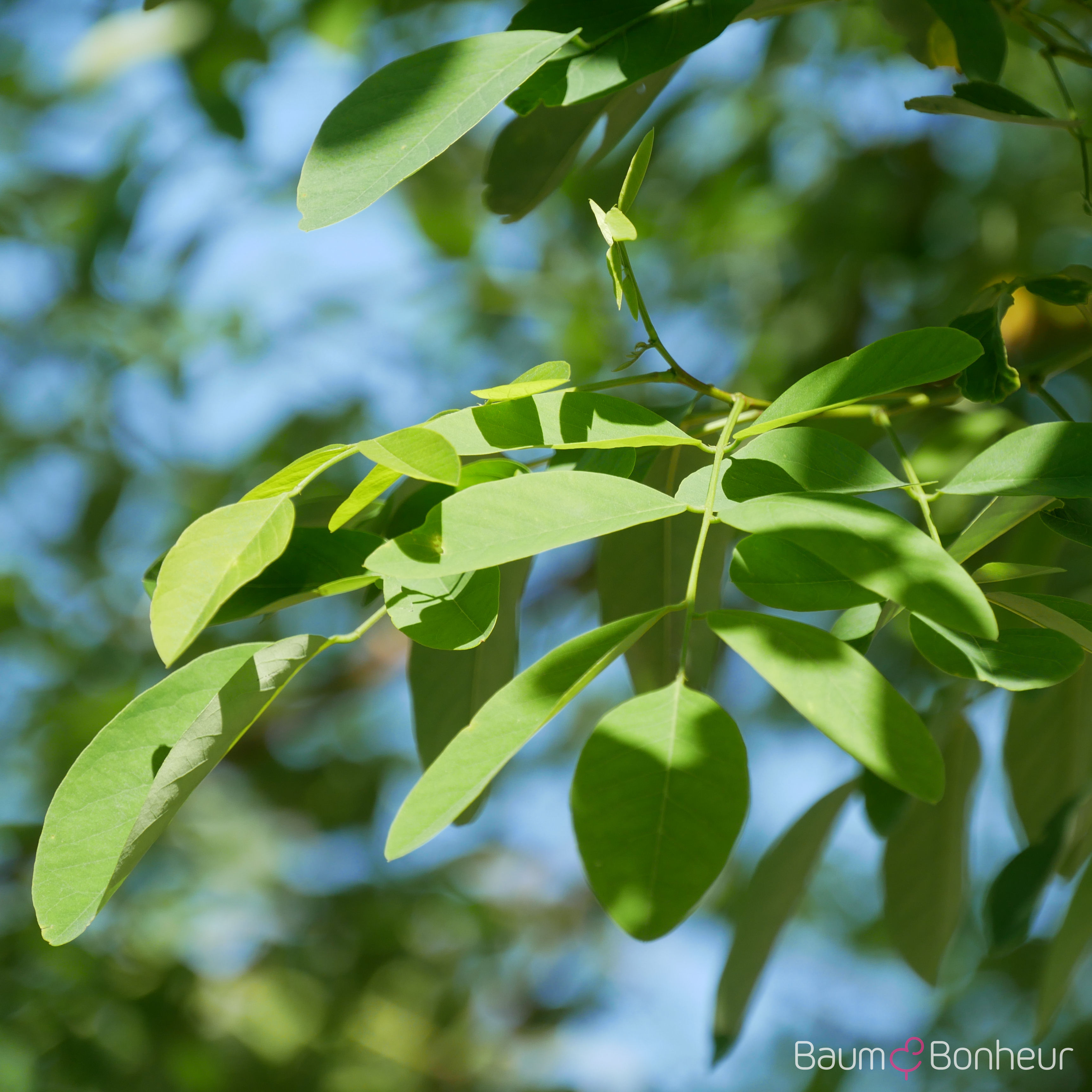 Robinia pseudoacacia 'Unifoliola'