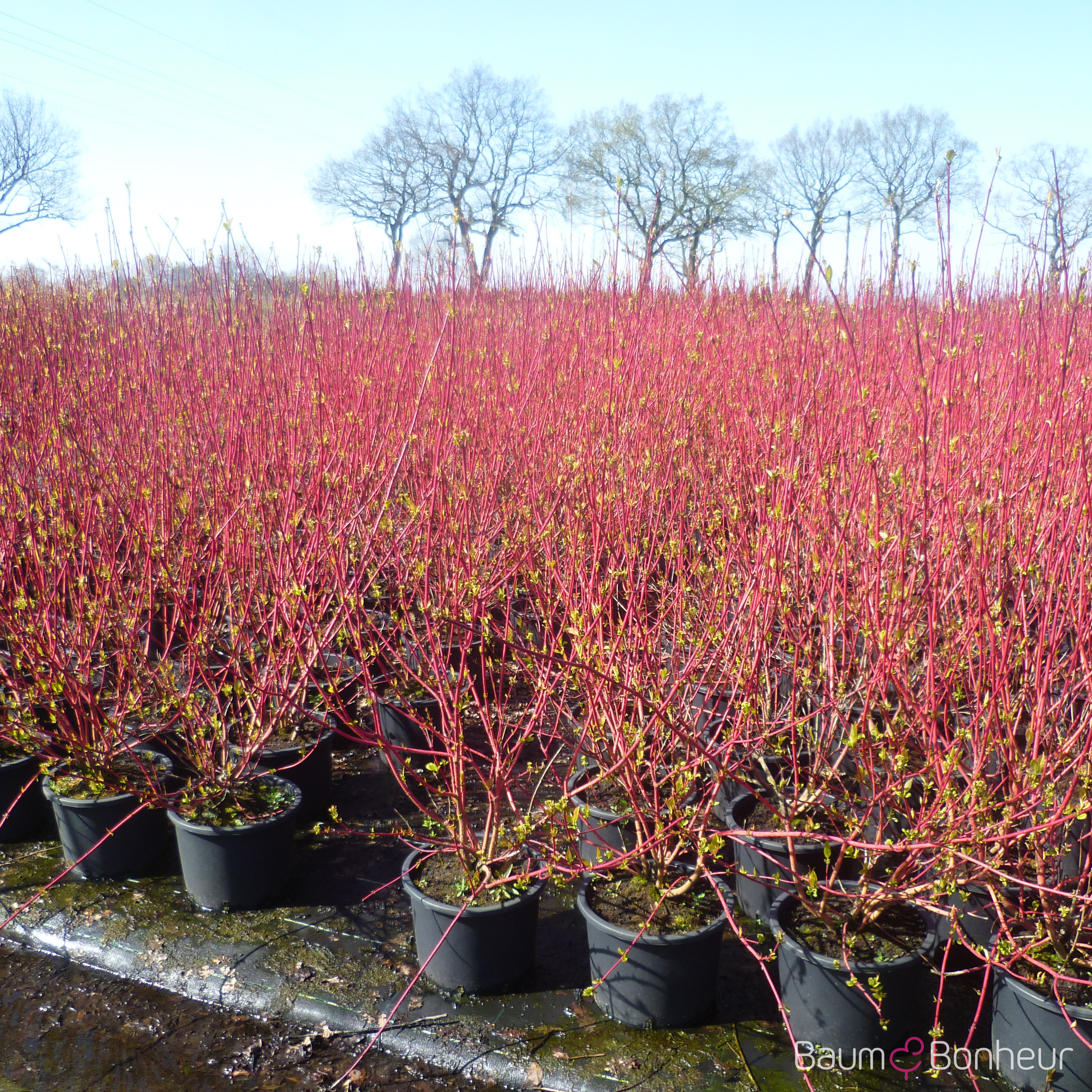 Cornus alba 'Elegantissima'