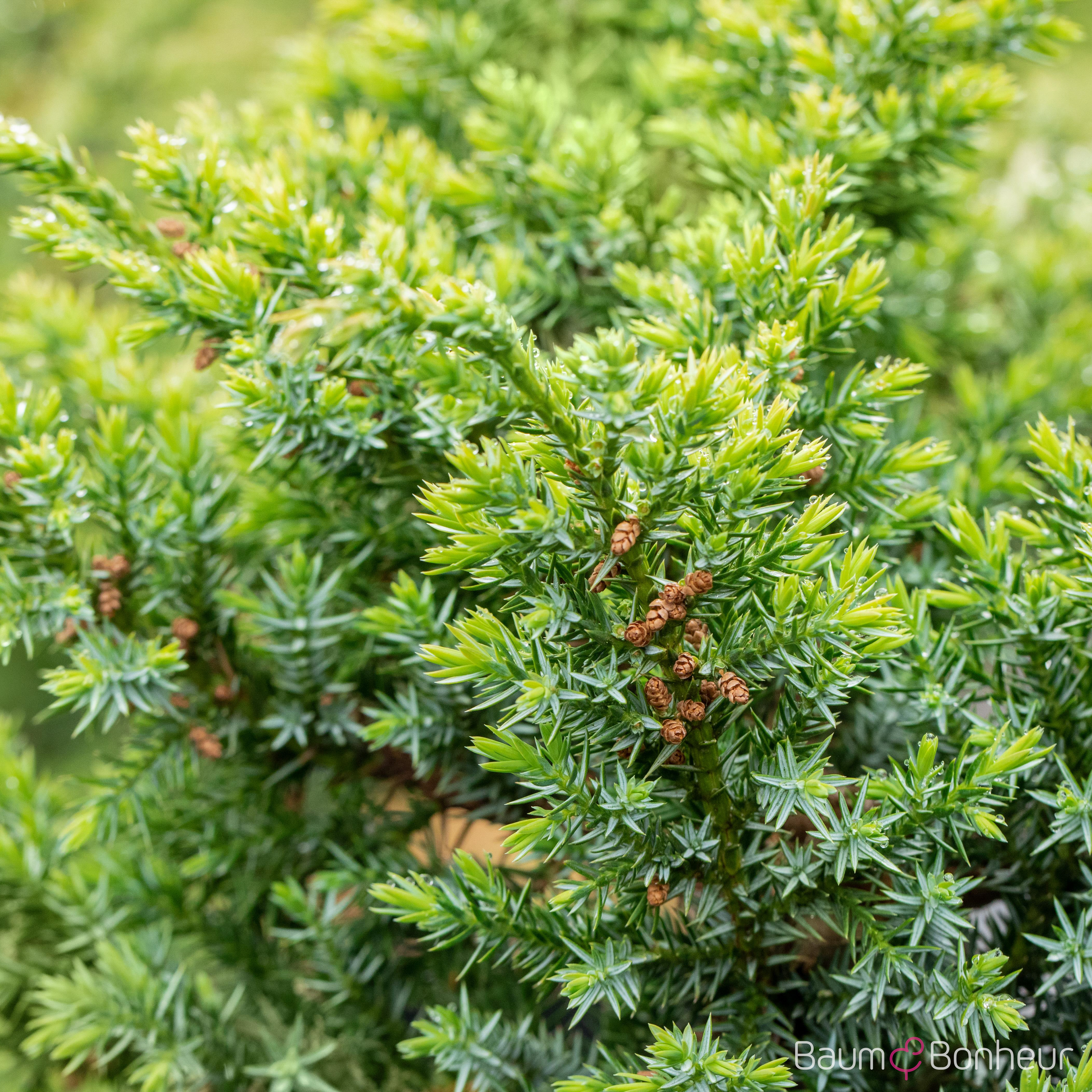 Juniperus chinensis 'Blue Alps'