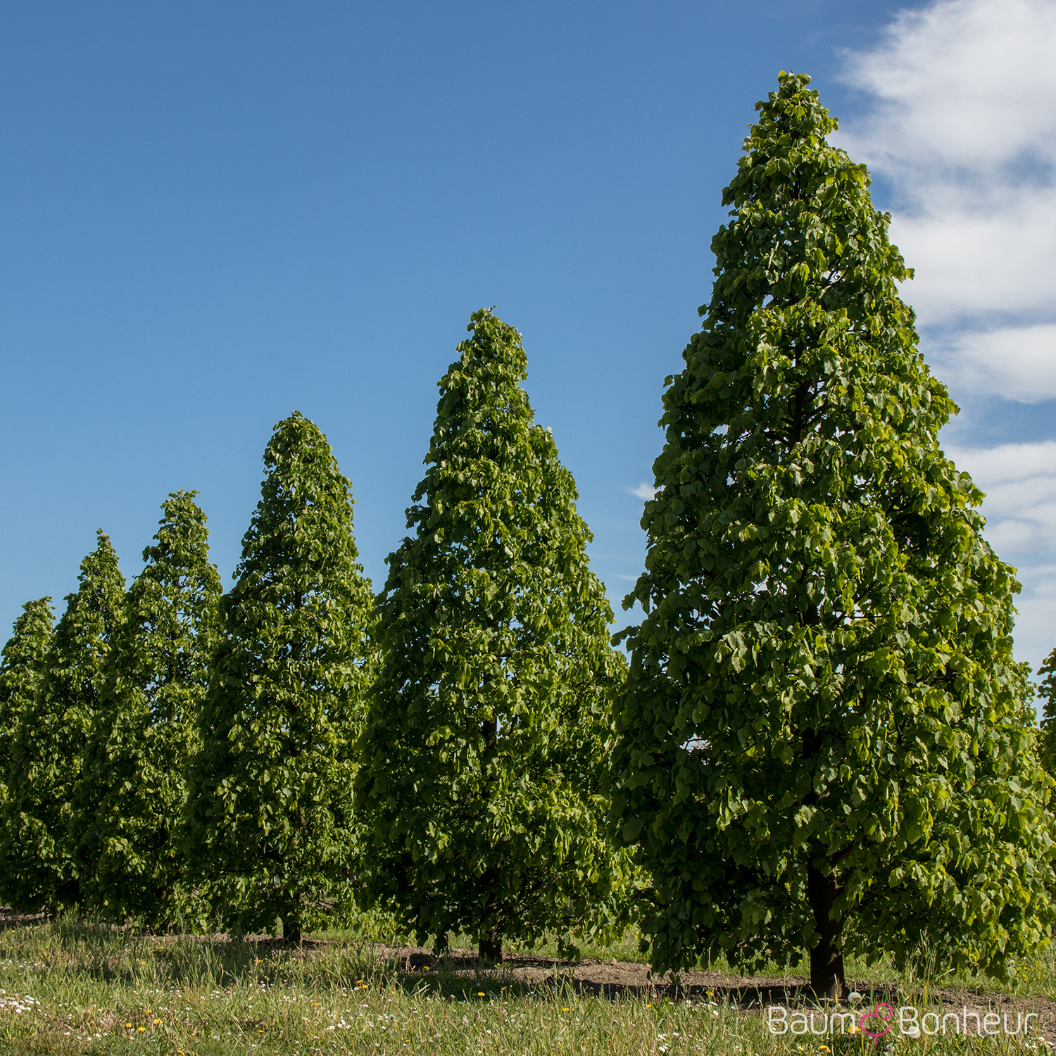 Tilia cordata 'Greenspire'