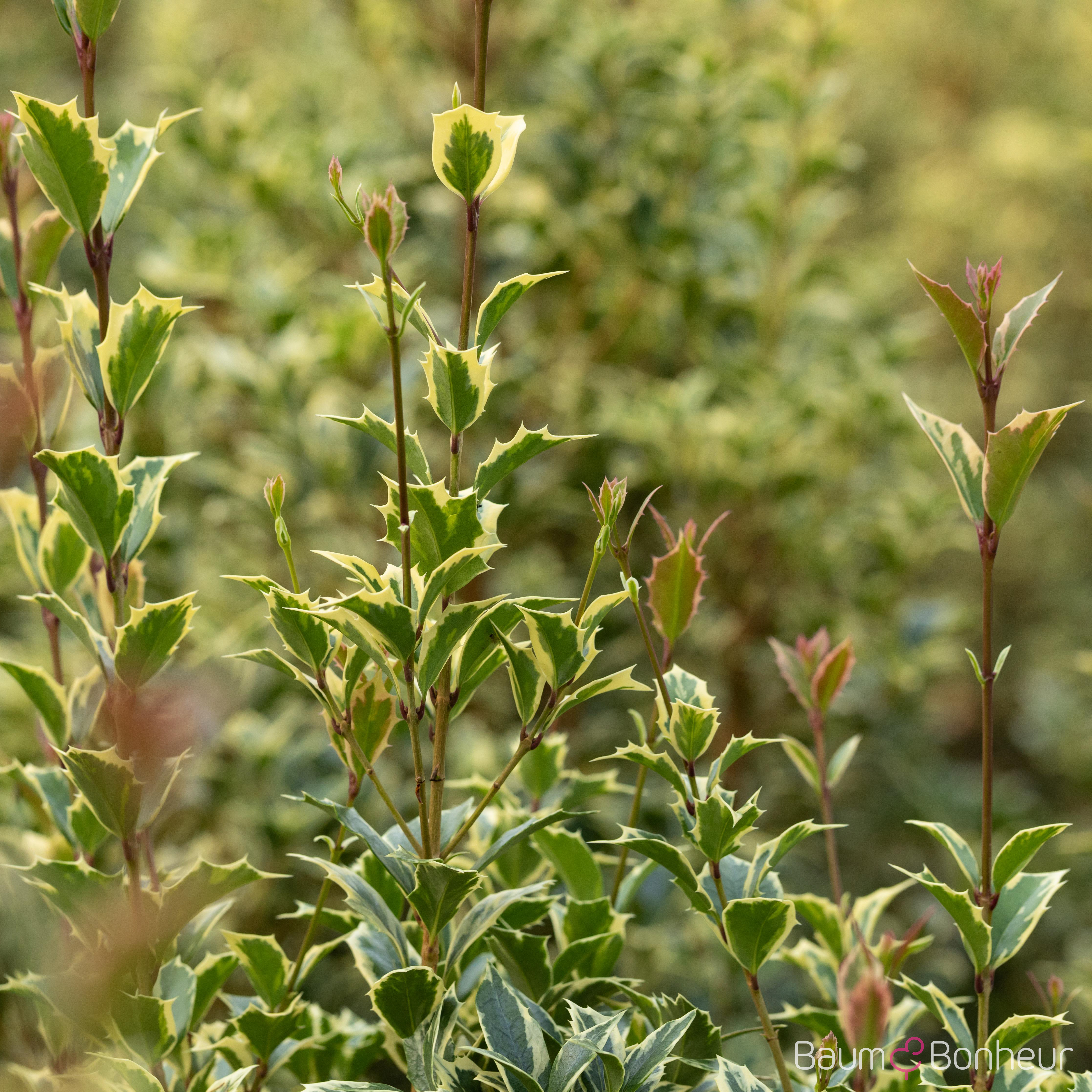 Ilex aquifolium 'Argentea Marginata'