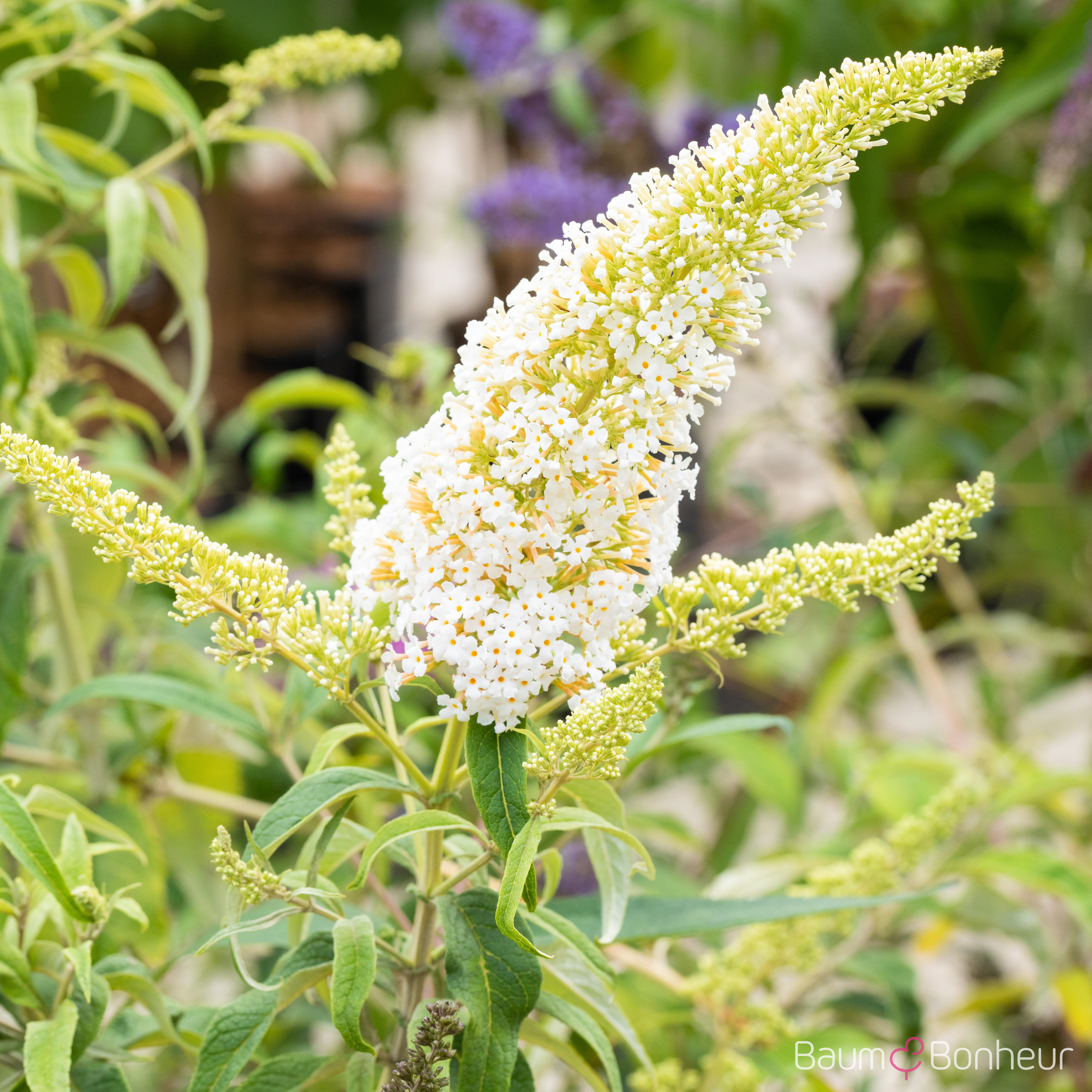 Buddleja davidii 'Peace'