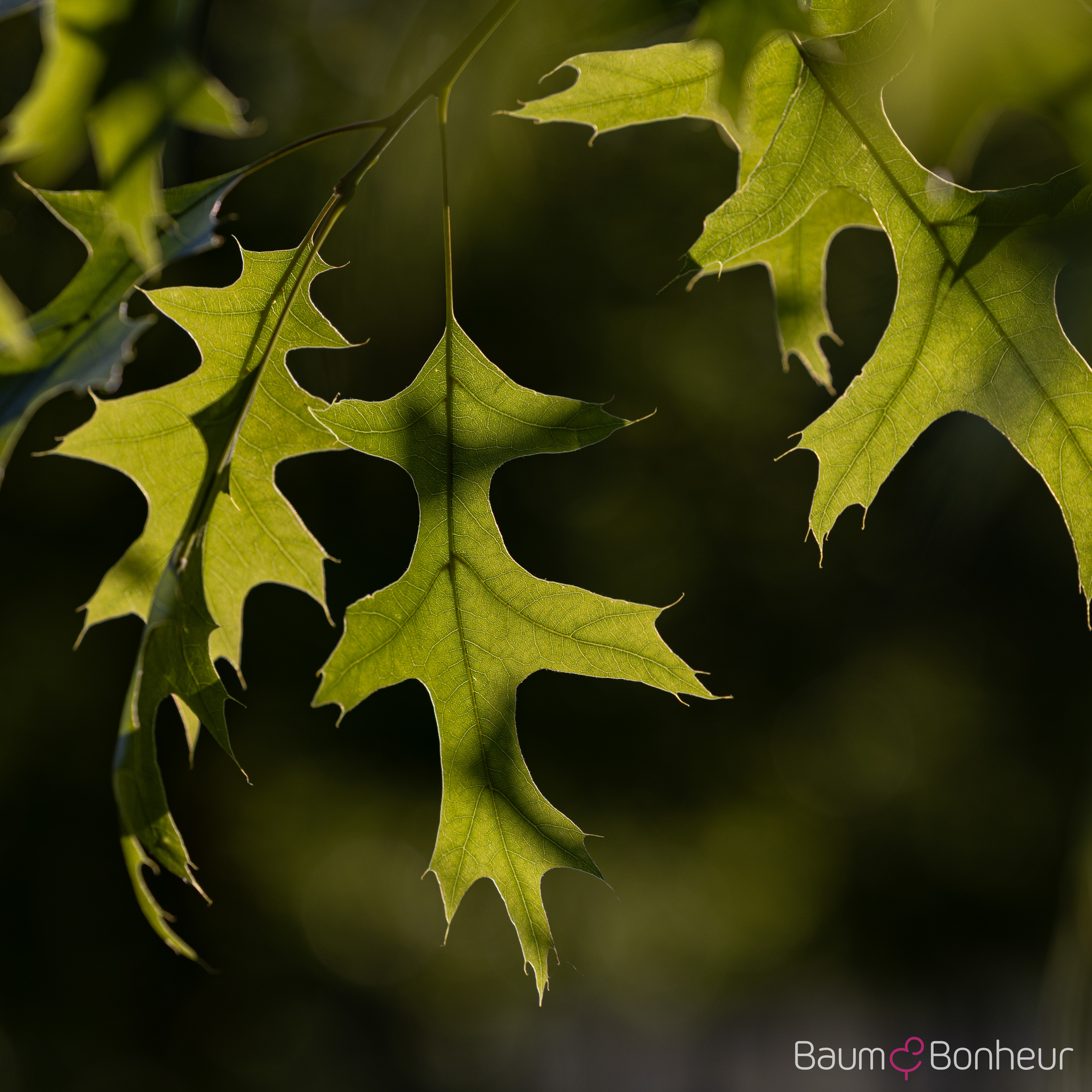 Quercus coccinea 'Splendens'