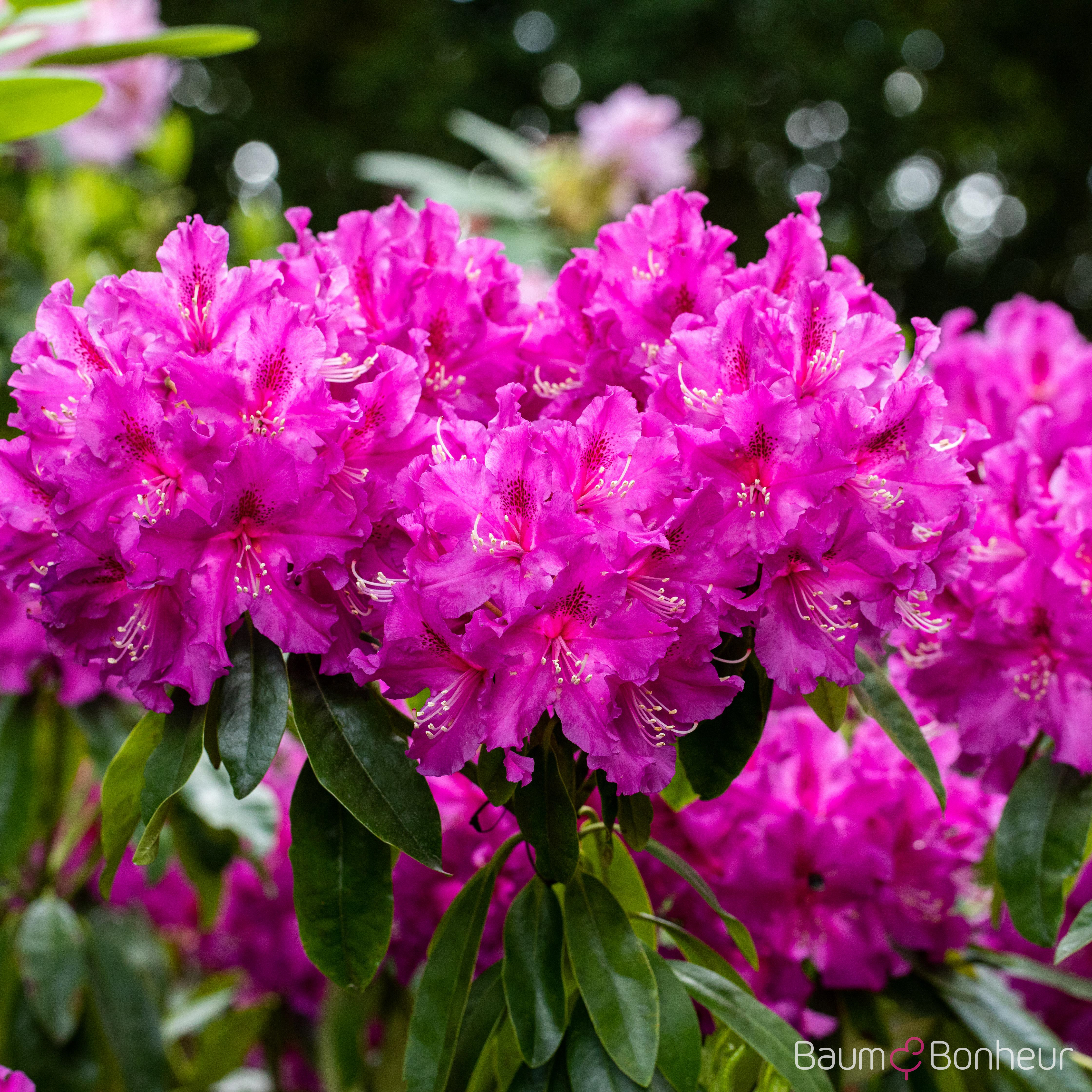 Rhododendron 'Lilofee'
