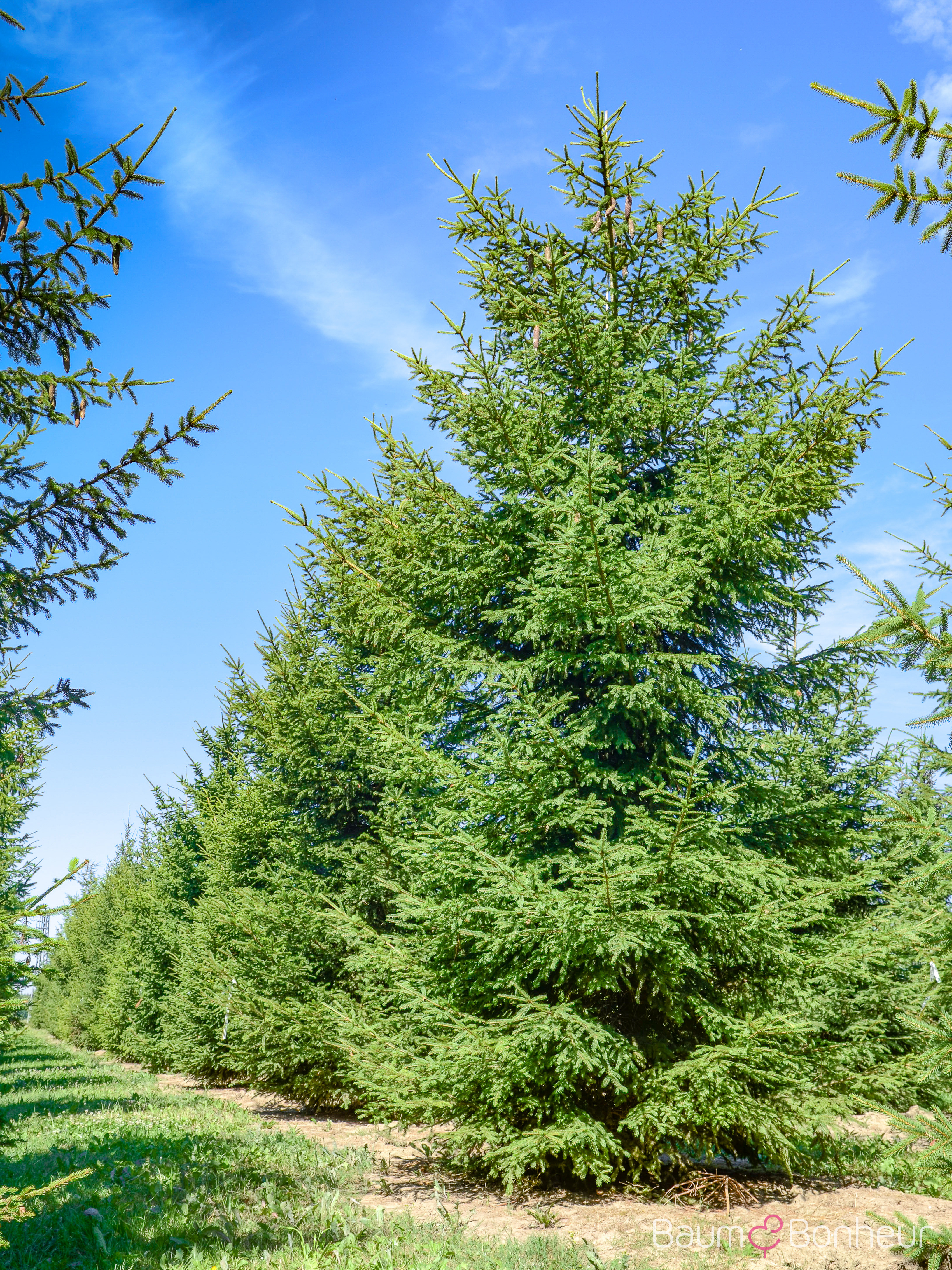 Picea abies