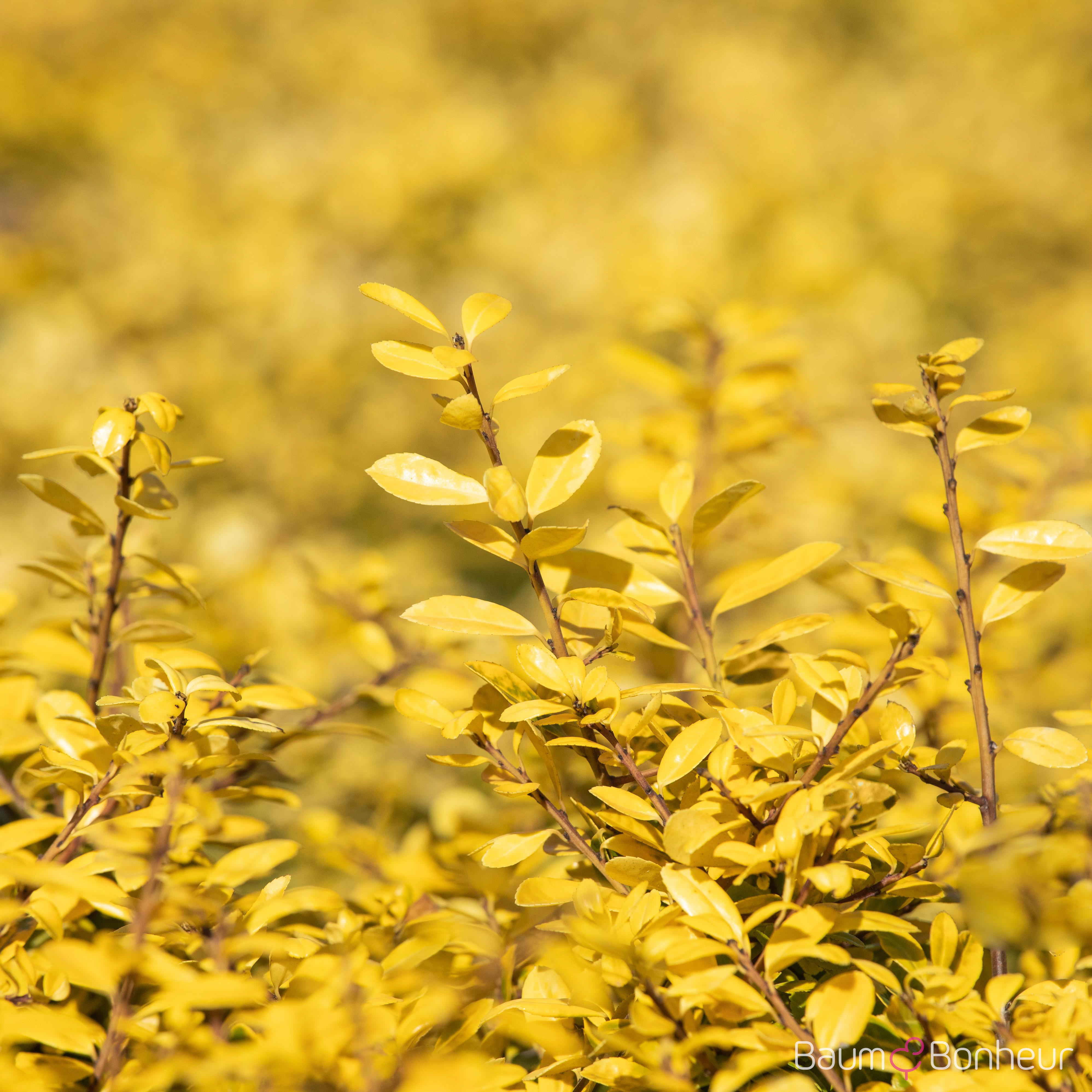 Ilex crenata 'Golden Gem'