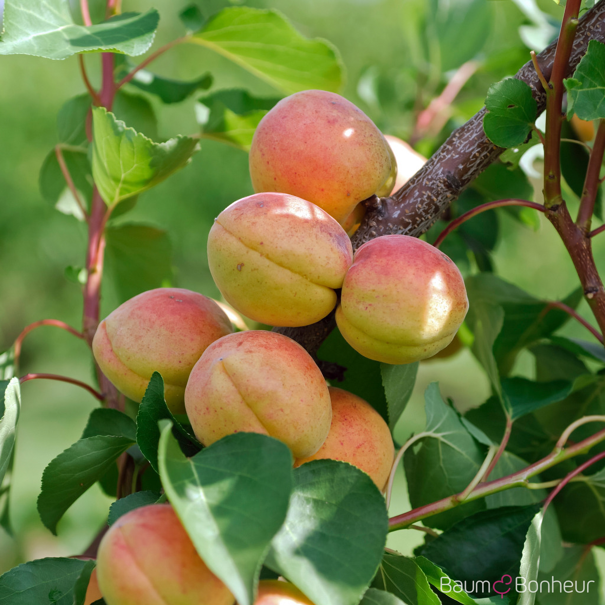 Prunus armeniaca 'Bergeron'