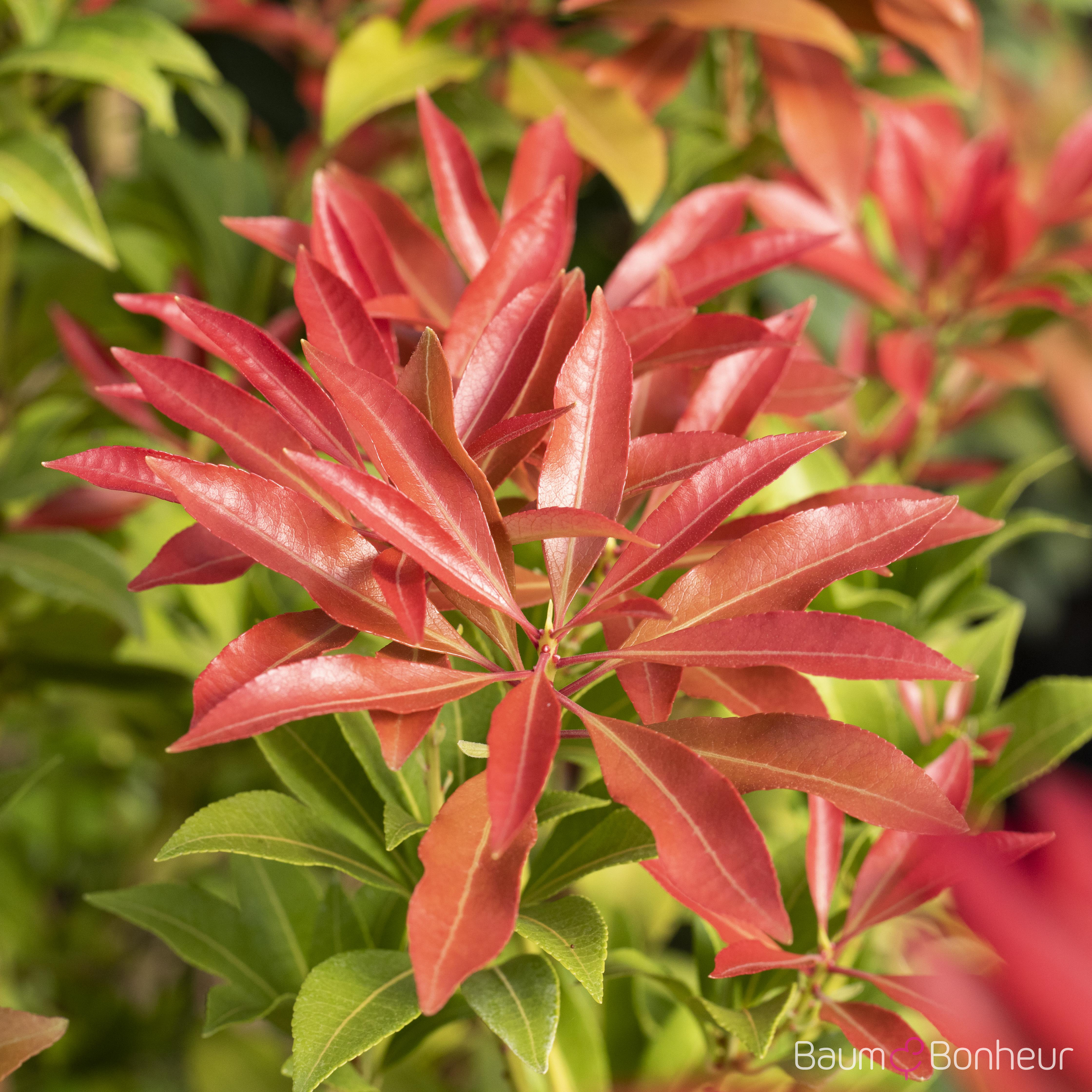Pieris japonica 'Forest Flame'